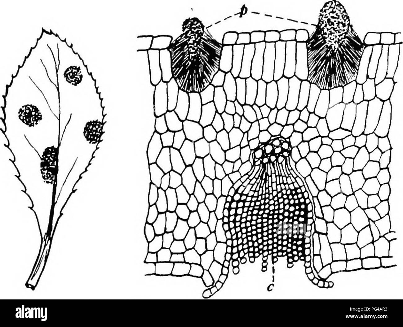 . Botany for agricultural students . Botany. BLACK RUST OF GRAIN (PUCCINIA GRAMINIS) 399. Fig. 356. — Stage of the Wheat Rust on the Barberry bush, BcrherU vulgaris. Left, leaf of Barberry, showing the affected areas which are red- dish, much thickened, and contain many cup-like depressions; right, a very much enlarged section through the affected area of the leaf, showing one of the cups (c) with chains of aecidiospores (X 200). The very small spores at (p) are the spermatia or pycniospores.. Please note that these images are extracted from scanned page images that may have been digitally enh Stock Photo