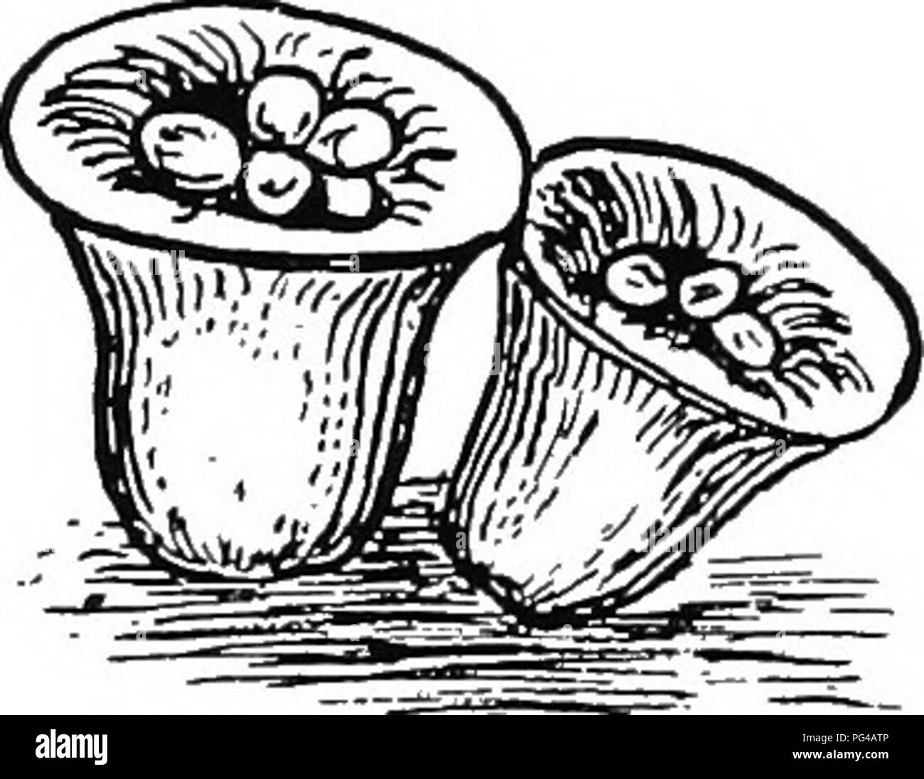 . Botany for agricultural students . Botany. 392 THALLOPHYTES. Fig. 348. — A Bird's Nest Fungus, Nidularia. About natural size. organic matter in the ground. Tlie sporophore is at first globose, but the gleba soon breaks out of the peridium and is elevated to some distance above ground by an elongating stalk. The spore masses arc slimy and have the odor of carrion. Certain insects which dissemi- nate the spores are attracted by the odor. Smuts (Ustilaginales). — The Smuts are parasitic Basidiomycetes. In some Smuts, the mycelium, although evident only in local areas, traverses widely through t Stock Photo