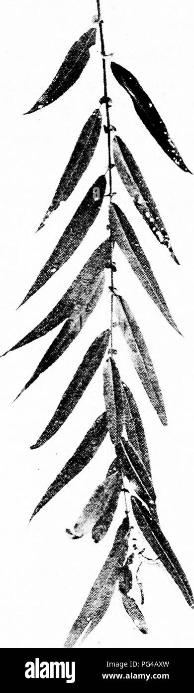 . Our native trees and how to identify them : a popular study of their habits and their peculiarities . Trees. BLACK WILLOW. Black Willow, Salix nigra. Leaves 5' to t/ long.. Please note that these images are extracted from scanned page images that may have been digitally enhanced for readability - coloration and appearance of these illustrations may not perfectly resemble the original work.. Keeler, Harriet L. (Harriet Louise), 1846-1921. New York : C. Scribner's Sons Stock Photo