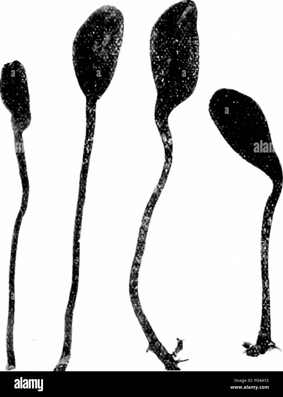 . Minnesota mushrooms ... Botany; Mushrooms. 136 MINNESOTA MUSHROOMS (Ci Cap mijre or less conic or bell-shaped. smooth or ridged Verpa (2 I Cap distinct from tlie stem, btit united with it. head-like or crest-like I a ' Cap head-like X. Cap gelatinous Leotia &quot;. Cap tieshv or waw Cudonia I L&gt; i Cap club-shaped or wedge-shaped Spathularia 138 142 143 144. FlCURE 100. GeOGLOsSUM HIRsUrUM GEdGLuS.SU-M Geoglossum hirsutum Black Tongue Cap 2-3 cm. tall. 1-2 cm. wide, black. mi.&gt;re or less wrinkled. hair&quot;. club- shaped: stem ii-S cm., ivlindric. bilack. sc.lid. hairv : spores brown Stock Photo