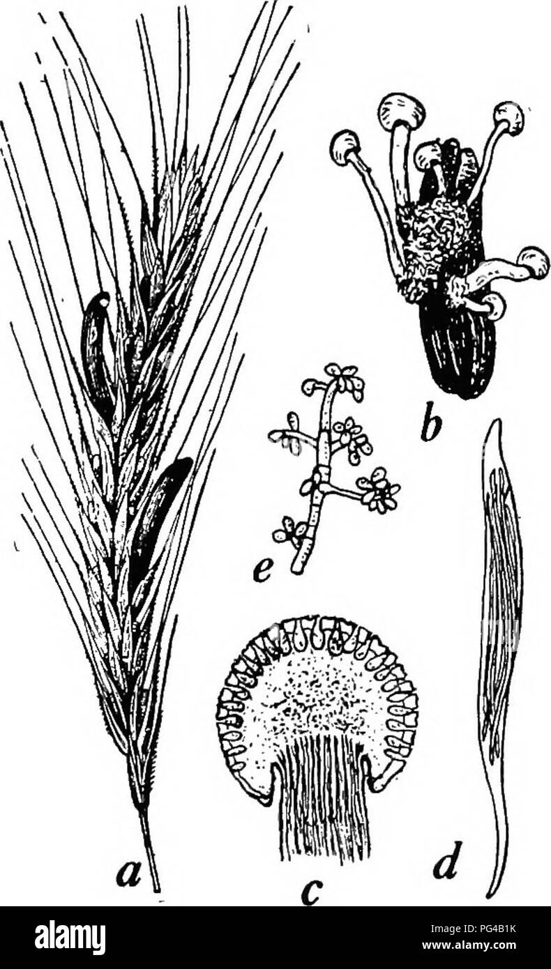 . Botany for agricultural students . Botany. THE CHESTNUT DISEASE (ENDOTHIA PARASITICA) 371 other Grasses. The ascospores affect the ovaries in early summer. In the ovary the mycelium develops, using the food material which the ovary should have, surface of the ovary numer- ous conidiophores which produce conidia abundantly, and the conidia are dis- seminated largely by insects which seek the honey dew secreted by the mycelium. After the tissues of the ovary are destroyed, the mycelium becomes trans- formed into a dark, hard, club-shaped body called sclerotium which projects from the spikelet  Stock Photo
