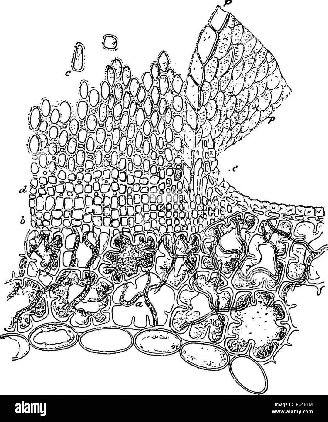 this-work-explores-plant-diseases-caused-by-cryptogamic-parasites