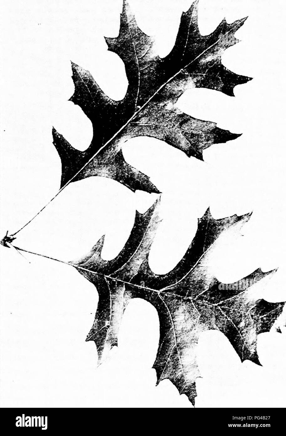 . Our native trees and how to identify them : a popular study of their habits and their peculiarities . Trees. PIN OAK. Pin Oak, Quercus palustris. Leaves 4' to 6' long, 2' to 4' broad.. Please note that these images are extracted from scanned page images that may have been digitally enhanced for readability - coloration and appearance of these illustrations may not perfectly resemble the original work.. Keeler, Harriet L. (Harriet Louise), 1846-1921. New York : C. Scribner's Sons Stock Photo