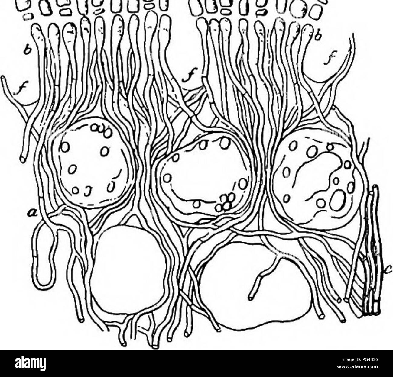 . Diseases of plants induced by cryptogamic parasites : introduction to the study of pathogenic Fungi, slime-Fungi, bacteria, &amp; Algae . Plant diseases; Parasitic plants; Fungi. Fig. 197.—Caeonia pinitwquum. Portion of Ctteoma-patch (enlarged). /, Cortical cells partially absorbed or muck compressed ; 6, baaidia from which spores (c) are abjointed in succession: the younger with delicate walls and separated by membranous lamellae, which disappear on formation of the spore-coats (d). (After R. Hartig.) The pycnidia are produced at end of May or beginning of June, between the epidermal cell-w Stock Photo