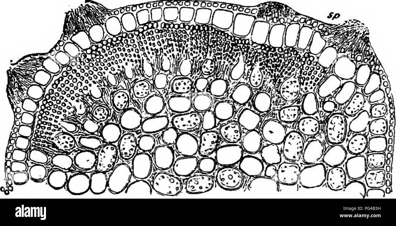 . Diseases of plants induced by cryptogamic parasites : introduction to the study of pathogenic Fungi, slime-Fungi, bacteria, &amp; Algae . Plant diseases; Parasitic plants; Fungi. 364 UREDINEAK. direction; their sori form dark spots which break out from beneath the epidermis. The yellow uredospores have a coat beset with fine spines, and are given off from sori which may or may not be enclosed in a peridium. The sori of the aeeidium-stage have no peridium, and are known under the generic name of Caeoma; they frequently occur on other hosts than those of the teleutospores. Pycnidia are produce Stock Photo