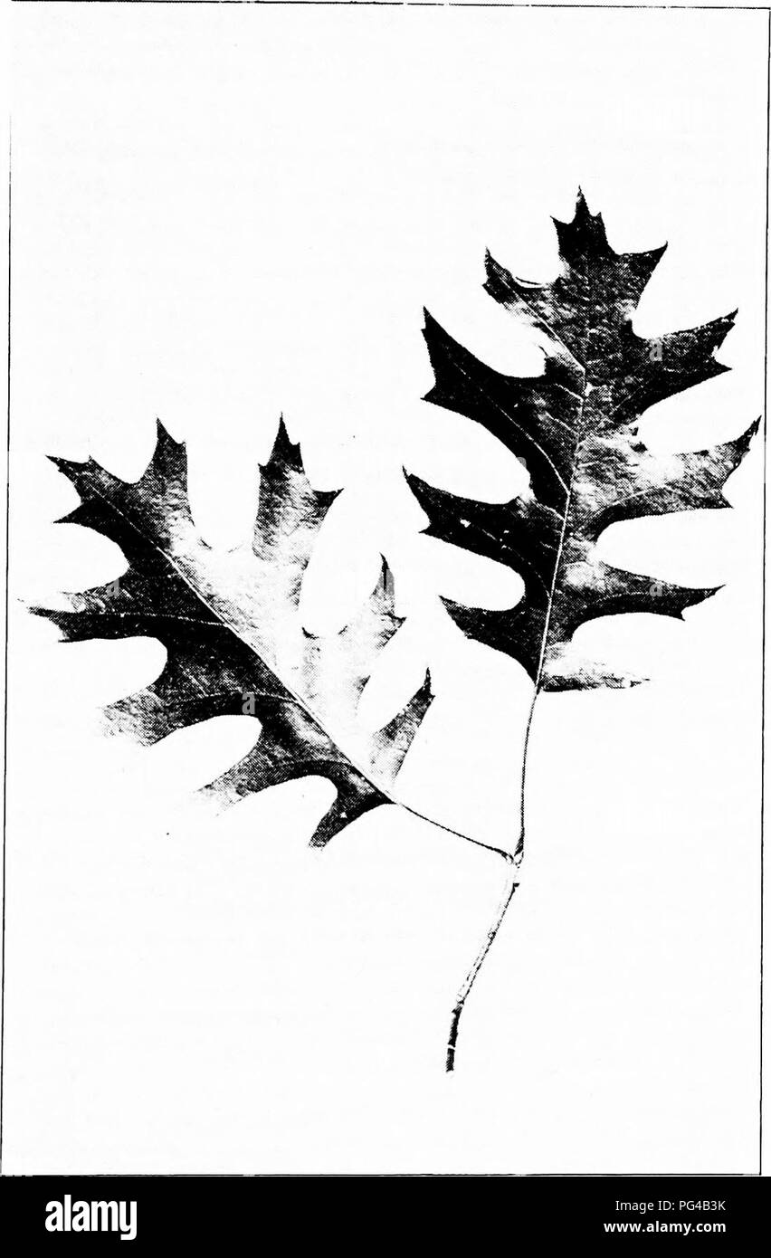 . Our native trees and how to identify them : a popular study of their habits and their peculiarities . Trees. SCARLET OAK. Scarlet Oak, Quercus coccinea. Leaves 3' to (J long, 2J4' to 5' broad.. Please note that these images are extracted from scanned page images that may have been digitally enhanced for readability - coloration and appearance of these illustrations may not perfectly resemble the original work.. Keeler, Harriet L. (Harriet Louise), 1846-1921. New York : C. Scribner's Sons Stock Photo
