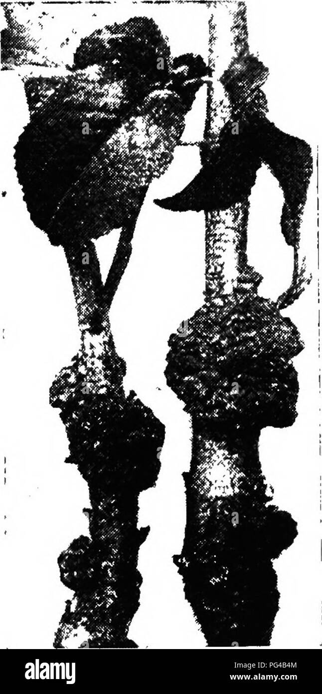. Botany for agricultural students . Botany. CROWN GALL 349 attacked. The Bacteria pass the winter in the infected regions, which are sources of further infection. When growth begins in the spring, a gummy substance carrying the Bacteria exudes from these dead portions, and insects visiting the exudations carry the disease to other trees. How would you combat Pear Blight? Crown Gall. — This disease is common on fruit trees, and occurs on Roses, Blackberries, Alfalfa, and a number of other plants. The presence of the Bac- teria causes an abnormal develop- ment of the infected tissues, resulting Stock Photo
