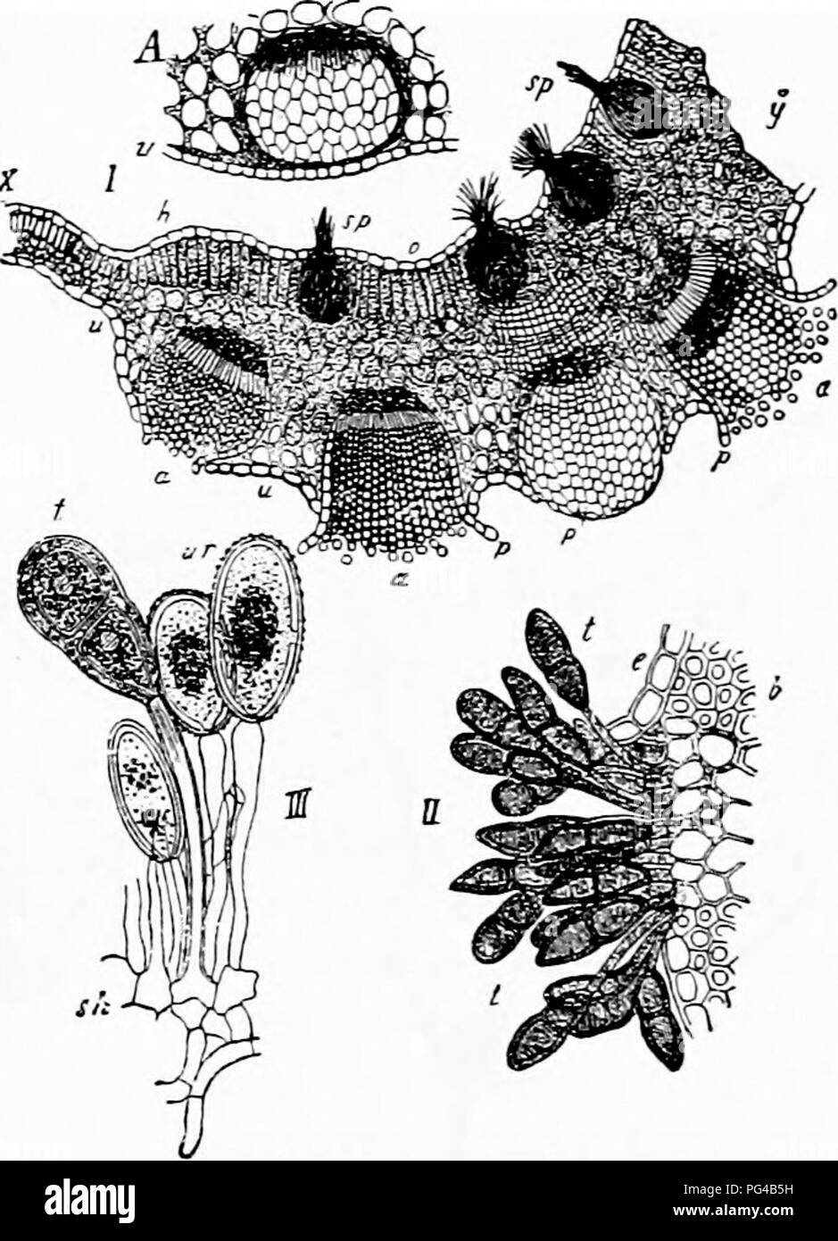 . Diseases of plants induced by cryptogamic parasites : introduction to the study of pathogenic Fungi, slime-Fungi, bacteria, &amp; Algae . Plant diseases; Parasitic plants; Fungi. 344 UREDINEAE. through the epidermis. The yellow uredospores are abjointed singly from long sporophores; they are unicellular and ovoid, with a thin granular coat beset with germ-pores (Fig. 184). The uredo- spores are easily conveyed to other grass-plants and germinate at once, their germ-tubes entering by a stoma and developing into a mycelium, which can produce a new crop of uredospores in a. Fig. 184.—Puccinia p Stock Photo