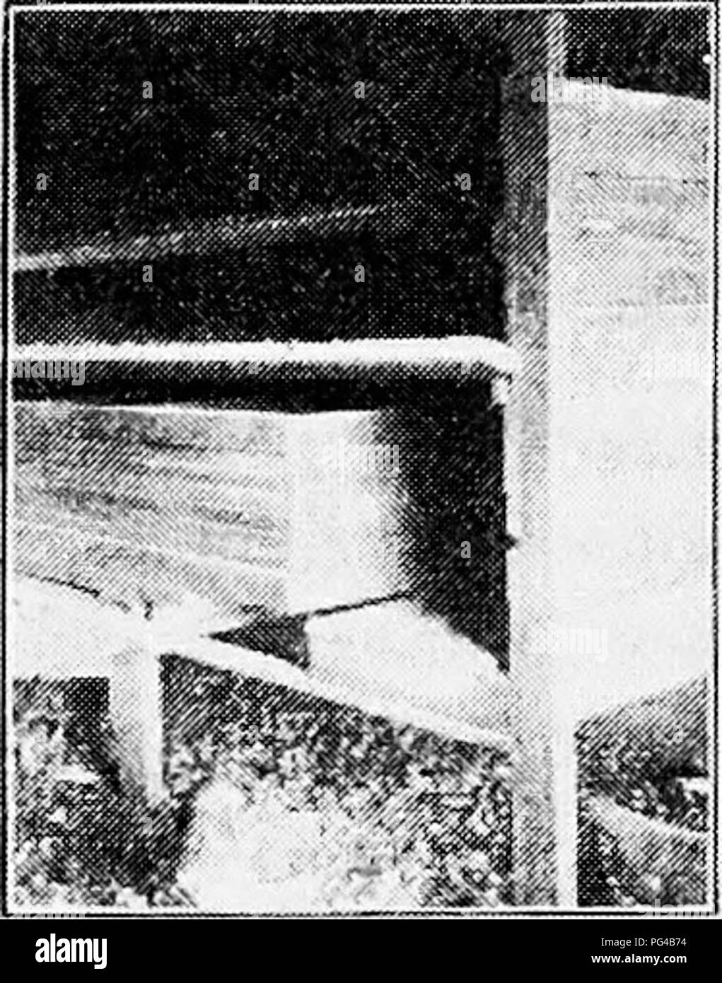 . Principles and practice of poultry culture . Poultry. Fig. 251 , Nests under roost platform, entered from front and may be used without a top. If it is to be attached to the wall or placed under the droppings board, it needs a bottom but may be used with or without a top. Such a nest as this, sometimes slightly modified in form, or enlarged for very large hens, is the common unit in series of nests for both laying and sitting hens, and is the basis of most trap nests, the trap adjustments being attached to it directly or to an extension of it adapted to them. Wherever more than one nest is n Stock Photo