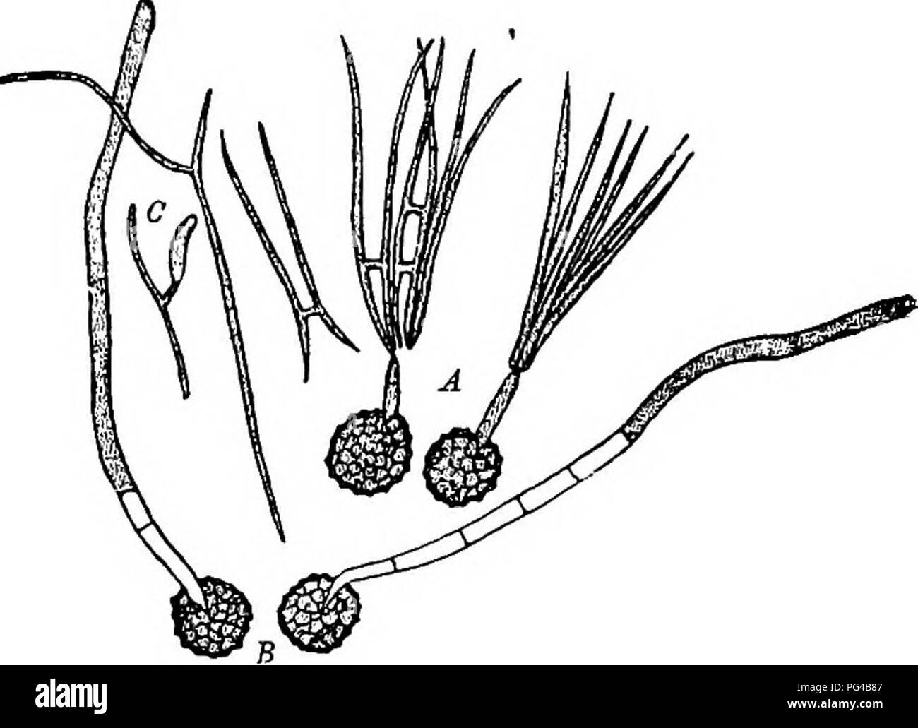 . Diseases of plants induced by cryptogamic parasites : introduction to the study of pathogenic Fungi, slime-Fungi, bacteria, &amp; Algae . Plant diseases; Parasitic plants; Fungi. Fig. 167.âTitletia tHtici. A, Two spores germinated in moist air; a short promycelium is developed, and bears a crown of conidia (sporidia), several of which have fused in pairs. Fushion of conidia, germination, and development of a secondary conldiura, C, are also shown. B, Two spores germinated in water with promycelia which elongate till the water surface is reached, where they form sporidia; the â r, ,,.Â« â¢-,, Stock Photo