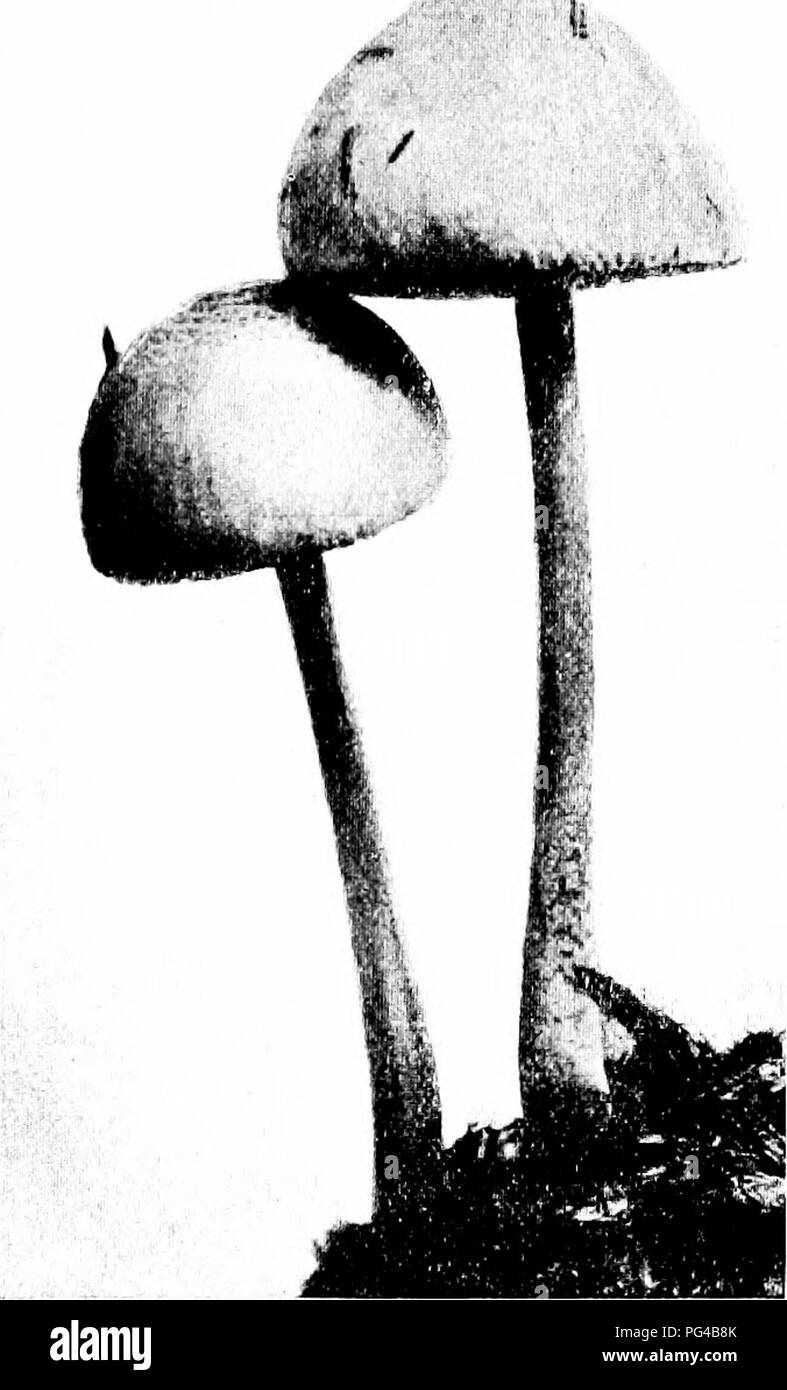. Minnesota mushrooms ... Botany; Mushrooms. GILL FUNGI 83 (a) Cap bell-shaped, brownish; stem reddish; gills medium P. camf'atnilatiis (b) Cap hemispheric, whitish; stem yhitish ; gills very broad P. papUlonaccus Panaeolus epimyces Parasitic Panaeolus Cap 2-3 cm. &quot;wide, white, silky, globose, then convex or plane; stem 2-4 cm. by 7-10 mm., whitish, striate, mealy, finally hollow; gills adnexed, whitish, then brownish or blackish, broad, crowded; spores black, elliptic, 7-9 X 5-6;U.. The name refers to the habit of growing on other fungi. Occasional, parasitic on other mush- rooms, which Stock Photo