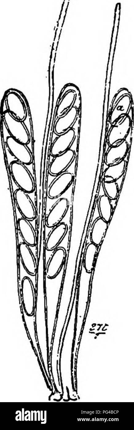 This book addresses plant diseases caused by cryptogamic parasites, including fungi, bacteria, and algae. It details specific diseases such as larch canker, caused by Dasyscypha Willkommii, affecting larch trees in the mountains. The text describes the symptoms, the affected parts of the plant, and management strategies for controlling these diseases in both Britain and the U.S. Stock Photo