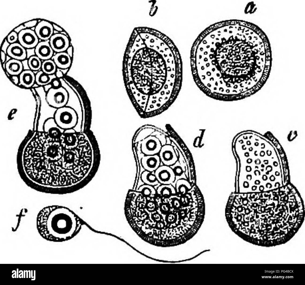 . Comparative morphology and biology of the fungi, mycetozoa and bacteria . Plant morphology; Fungi; Myxomycetes; Bacteriology. i66 DIVISION II.—COURSE OF DEVELOPMENT OF FUNGI. A second series of forms are intracellular parasites in the living and otherwise sound foliage of some of the marsh plants infested by the first mentioned group. They form brown spots or pustules on the leaves, and spread from cell to cell, and often produce a large number of sporangia in each cell without coming out to the surface of the plaiit. To this group belongs the form which has been described as Protomyces Meny Stock Photo