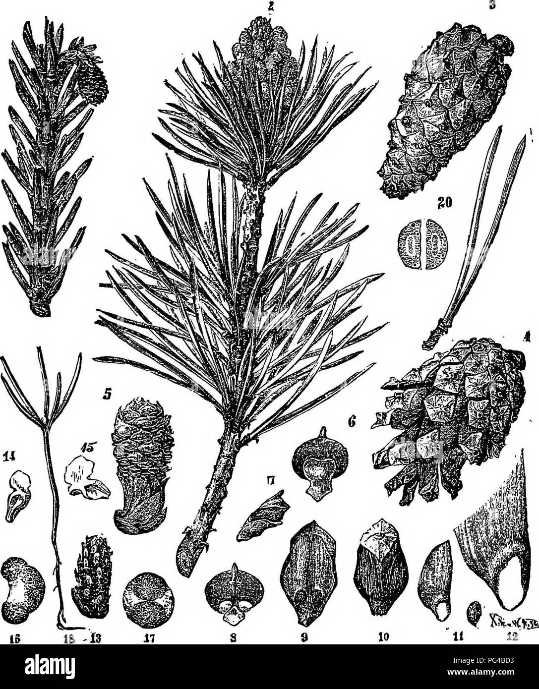 . The elements of forestry : designed to afford information concerning the planting and care of forest trees for ornament or profit and giving suggestions upon the creation and care of woodlands with the view of securing the greatest benefit for the longest time, particularly adapted to the wants and conditions of the United States. Forests and forestry. The Conifers. 301. 149. PinussylvestTis: Scotch Pine.—1. Atwigwith a defected pistil ate flower. 2. Anoldertwig, bearing; a cluster of oval staminate flowers. 8. The former enlarged, as it approaches the period of maturity. 4. The same after t Stock Photo