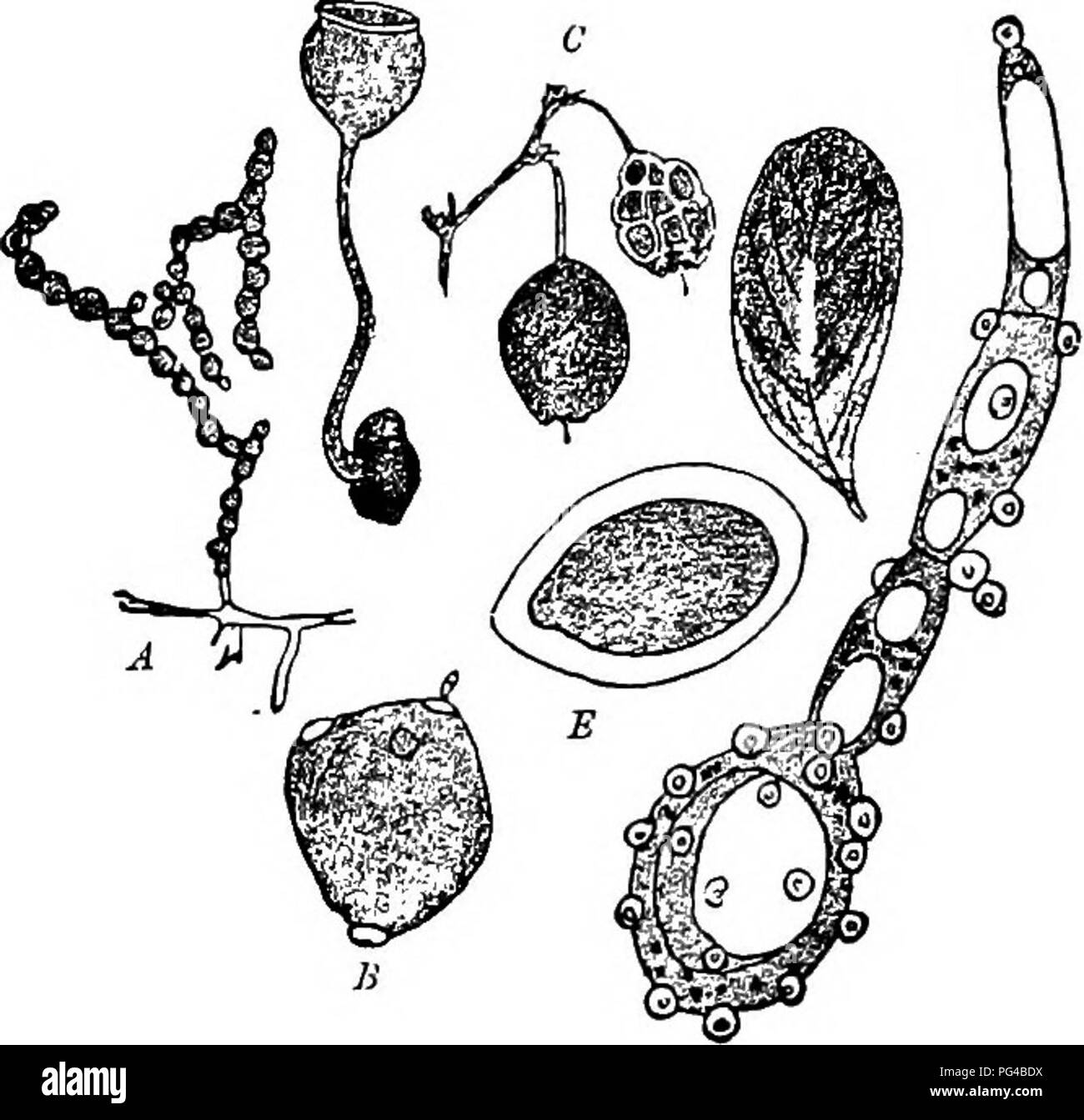 . Diseases of plants induced by cryptogamic parasites : introduction to the study of pathogenic Fungi, slime-Fungi, bacteria, &amp; Algae . Plant diseases; Parasitic plants; Fungi. 260 ASCOMYCETES. larger and four smaller spores, the latter appearing to be rudi- mentary and incapable of germination. ScL baccarum Sehroet.^ (Britain).^ The sclerotium disease of the bilberry (Voce. Myrtillus). This varies from the other species in having round conidia incapable of germinating in v?ater, in having more robust apotbecial beakers, and in lacking rhizoids. The spores are similar in number and arrange Stock Photo