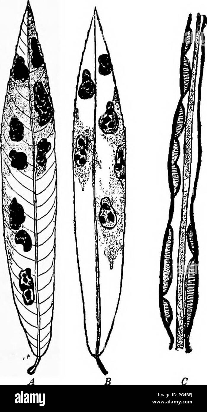 . Diseases of plants induced by cryptogamic parasites : introduction to the study of pathogenic Fungi, slime-Fungi, bacteria, &amp; Algae . Plant diseases; Parasitic plants; Fungi. Fig. 130.—Sections of Maple leaves showing the upper epidermis ruptured by 1, RKytisma acerinwm; 2, Rhytisma 2mnctatum. Fig. 131.—Rhytisma symvietricum Miill. Two leaves of Salix purpurea vrith stromata. A, The upper side. B, The lower side. C, Longitudinal section through the same leaf, showing numerous apothecia on the upper side, fewer on the lower ; the shaded middle part represents leaf-tissue, the remainder is Stock Photo