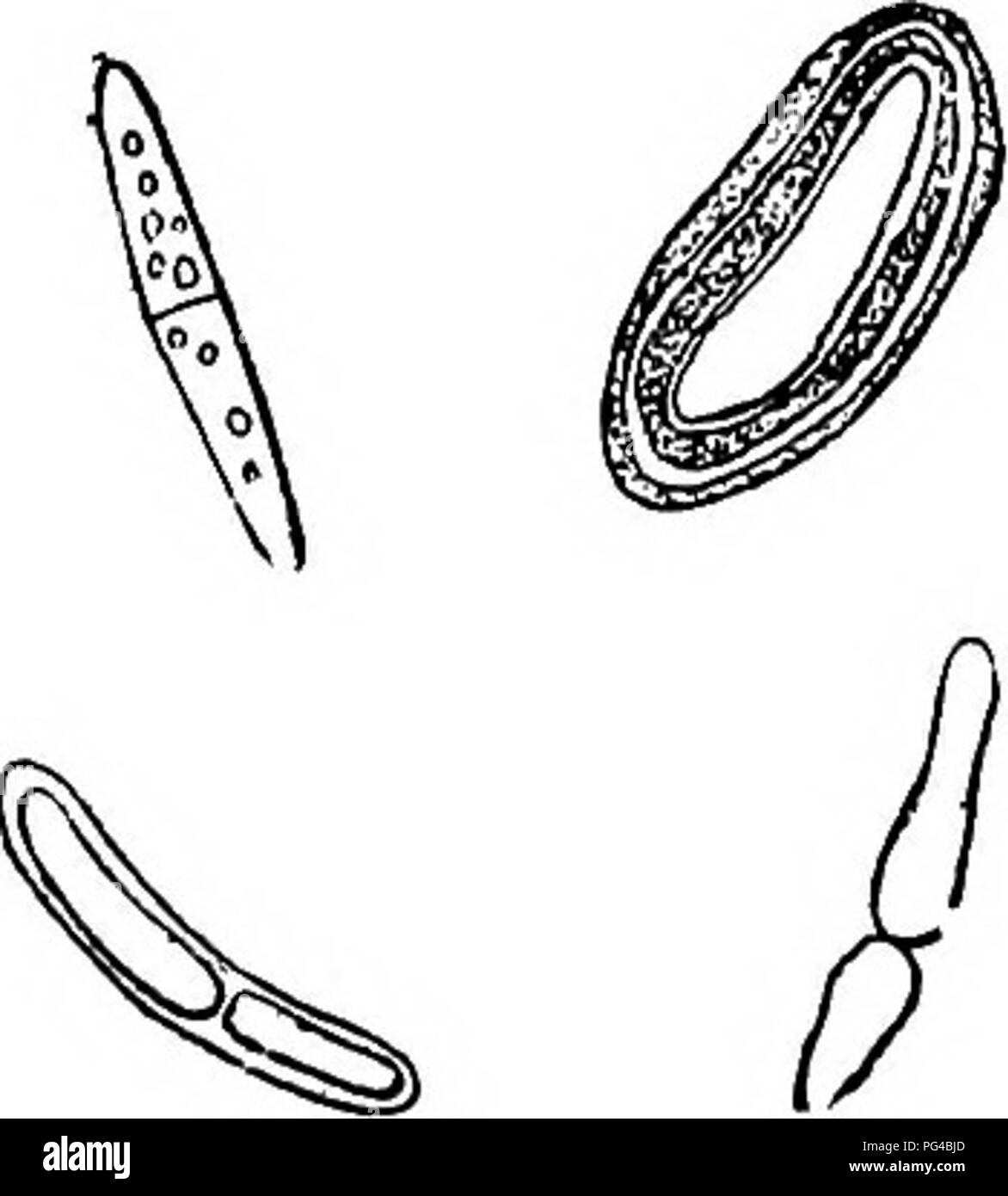 . Diseases of plants induced by cryptogamic parasites : introduction to the study of pathogenic Fungi, slime-Fungi, bacteria, &amp; Algae . Plant diseases; Parasitic plants; Fungi. Fig. 116.âH7/poderma strobicota on Pinus Strobus. Ascus containing eight ascospores â with gelatinous coats; paraphyses with clavate ends. (After v. Tubeuf.) Fig. 117.âHypoderma strobicoia. Isolated ascospores: with and without a gelatinous coat, and one- or two-celled. (After v. Tubeuf.) some species, but have a delicate stalk in others. The spores, eight in each ascus, are never long and thread-like, but always mu Stock Photo