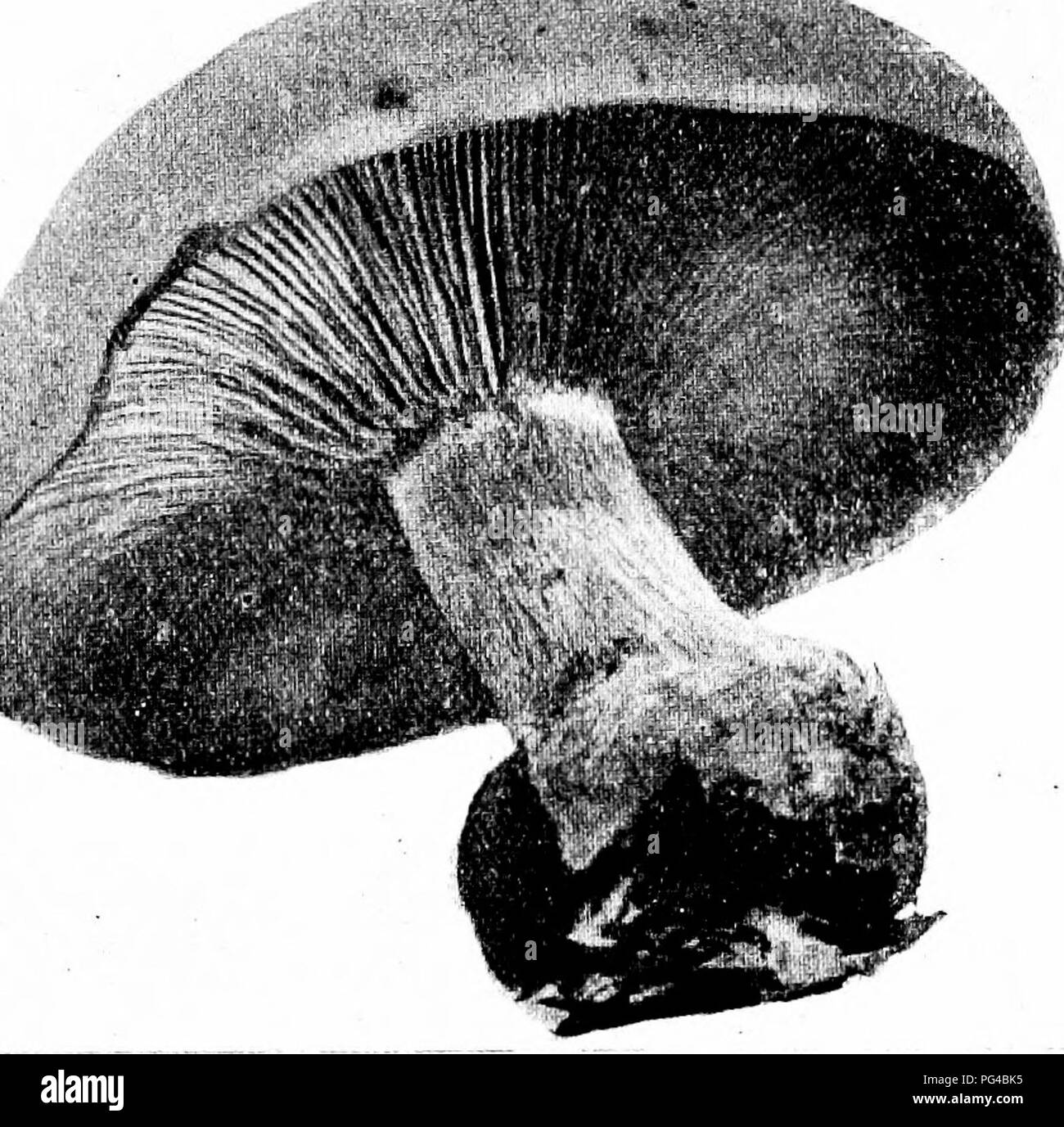 . Minnesota mushrooms ... Botany; Mushrooms. GILL FUNGI 19 Tricholoma terreum Earth Cap Plate I:2 Cap small, 2-8 cm. wide, gray-brown to mouse-colored, covered with close scales or fibers, often closer and concentric toward the disk, bell-shaped or convex, rarely plane; stem short, 2-5 cm., paler than the cap, with fibers, solid to hollow; gills adnexed, whitish or gray, the edge more or less toothed; spores globose to elliptic, 5-7 X -l-f'^- The name refers to the earthy color and appearance of the cap. On the ground in woods, especially in the needle mold at the base of spruces and firs ; ed Stock Photo