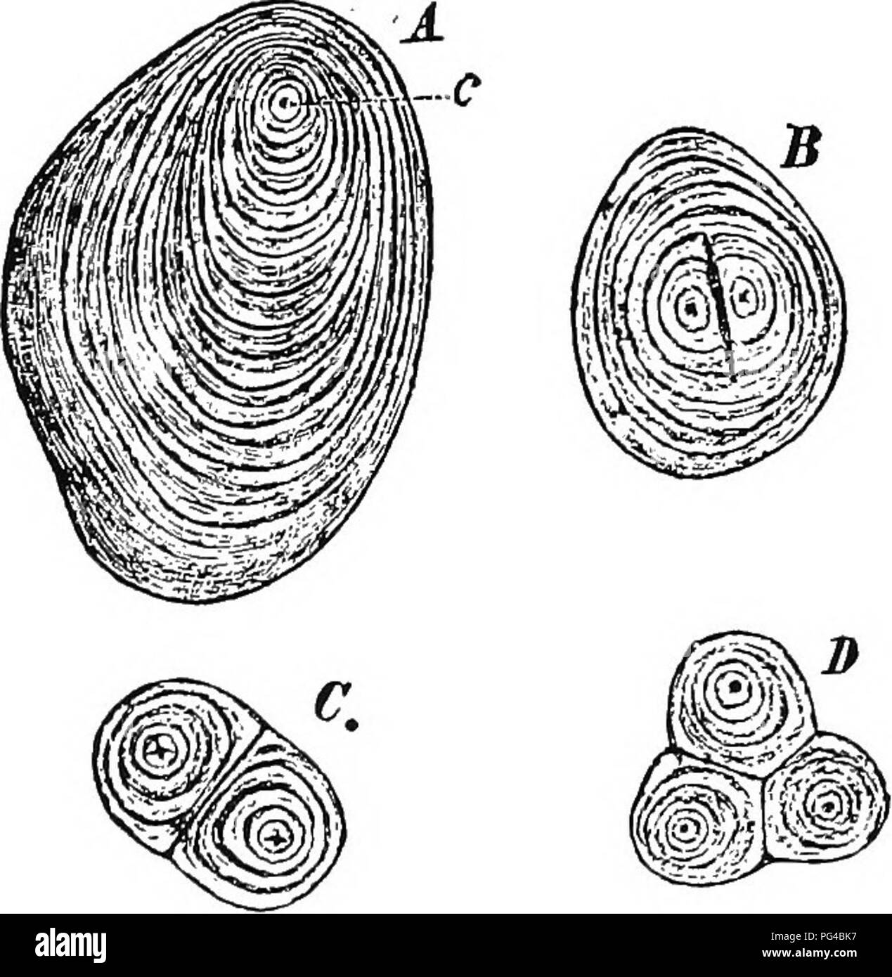 . Botany for agricultural students . Botany. 256 LEAVES Starch occurs in the form of starch grains, which are Ught in color and have a characteristic shape and structure as shown in Figure 234- When starch grains are treated with iodine, they turn dark blue, and this color test can be applied directly to the leaf to indicate the amount of starch present and, therefore, the rate of photosynthesis. In applying the test, the leaf is first treated with hot alcohol to remove the chlorophyll. The leaf,. Fig. 234. — Starch grains from a Potato tuber. A, simple grain; B, half-compound grain; C and D c Stock Photo