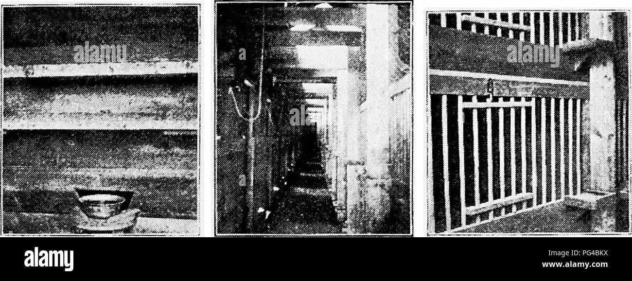 . Principles and practice of poultry culture . Poultry. Fig. 240. E.xterior view showing yards. (Photograph from Grove Hill Poultry Yards). Fig. 241. Water pan Fig. 242. Passage P'IG. 243. Front of coop high-class breeding and exhibition fowls. The floor pens may be used in the breeding season for small matings. The only fault found in this house after years of use is that the lower coops in the rear of the walk are not sufficiently lighted. This could be corrected by making the passage wider (either by increasing the width of the house or decreasing the width of the pens), or by reducing the  Stock Photo