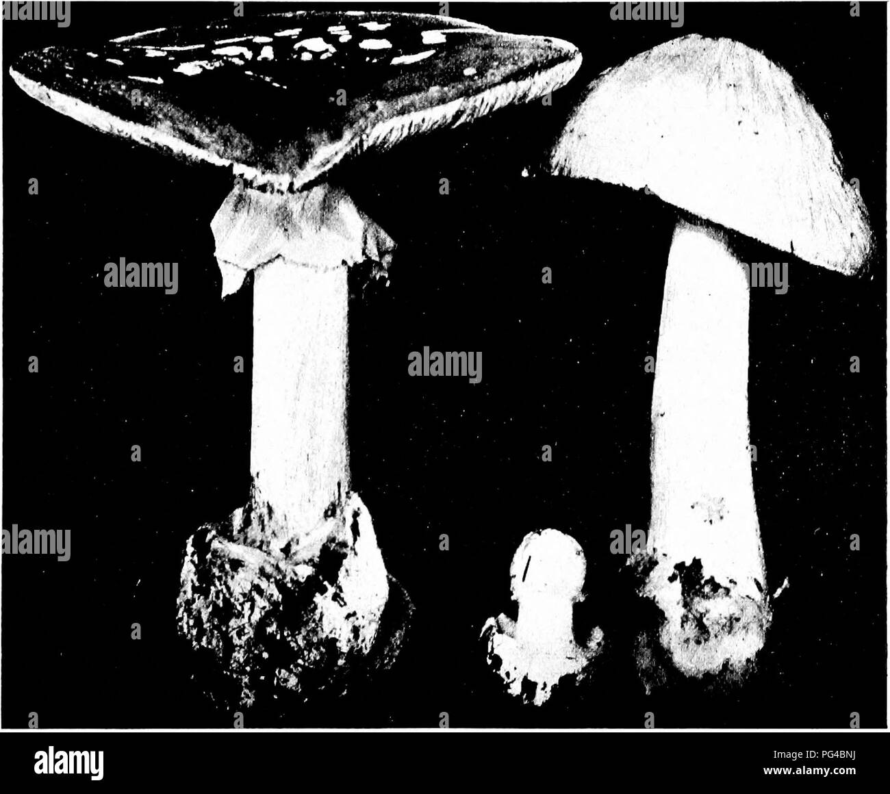 Deadly poisonous Black and White Stock Photos & Images Alamy