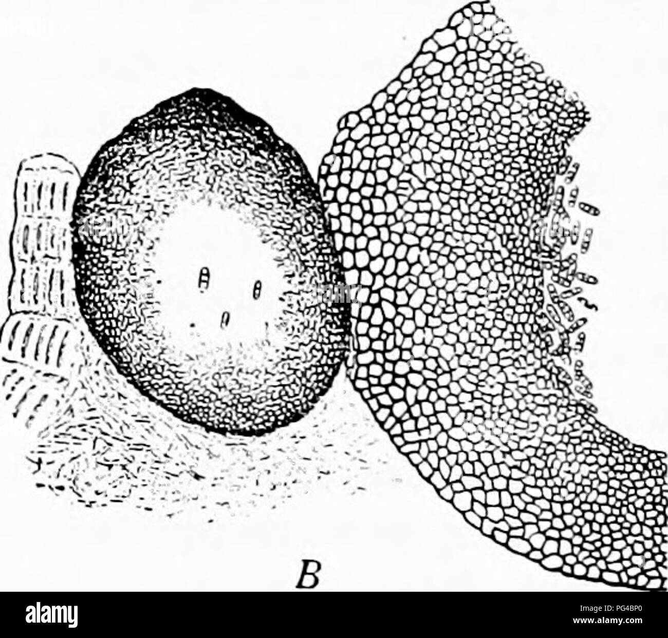 . Diseases of plants induced by cryptogamic parasites : introduction to the study of pathogenic Fungi, slime-Fungi, bacteria, &amp; Algae . Plant diseases; Parasitic plants; Fungi. Fig. 99.—Cucurbitaria Idburni. A, Stroma with pycnidia containing minute unicellular conidia. B, One of the large smooth pycnidia. (After v. Tubeuf.) The mature perithecia have a peridium consisting of a loose pseudoparenchyma with a rough warty exterior and a pore set in a distinct depression (Fig. 100.) The paraphyses are long, strong threads, often branched, and between them arise the long cylindrical asci with r Stock Photo