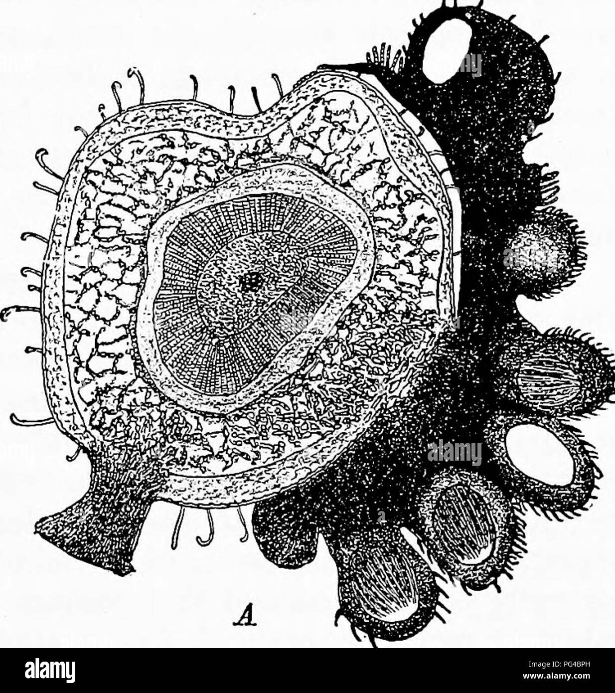 . Diseases of plants induced by cryptogamic parasites : introduction to the study of pathogenic Fungi, slime-Fungi, bacteria, &amp; Algae . Plant diseases; Parasitic plants; Fungi. Fig. 96.—Gibbera vaccinii. Isolated ascns with, eight spores; isolated hair from the outside of a perithecium. (v. Tubeuf del.) Fig. 95.—Gibbera vaccinii on Cowberry. The perithecia form black patches on the living leafy branch, as well as the dead brown one. (v. Tubeuf del.). ^-^ Fig. 97.—Gibbera vaccinii. Cross-section of Cowberry showing^ a patch of perithecia in section; the hairy perithecia contain paraphyses a Stock Photo