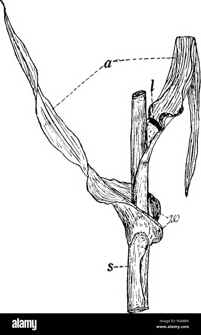 Botany For Agricultural Students Botany 236 Leaves Fig 217 A Portion Of A Corn Plant Showing Two Leaves A Leaf Blade S Leaf Base Called Leaf Sheath W Auricles