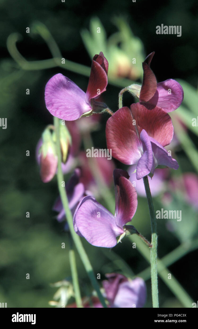 Sweet pea Matucana (Lathyrus odoratus) flowers Stock Photo