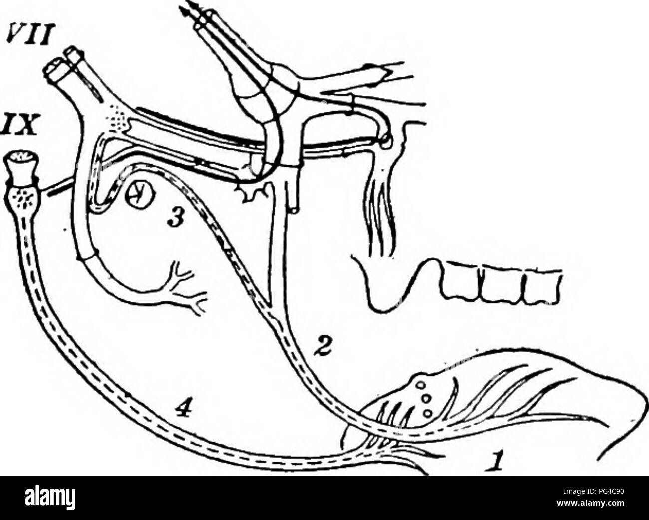 Smell Taste And Allied Senses In The Vertebrates Senses And