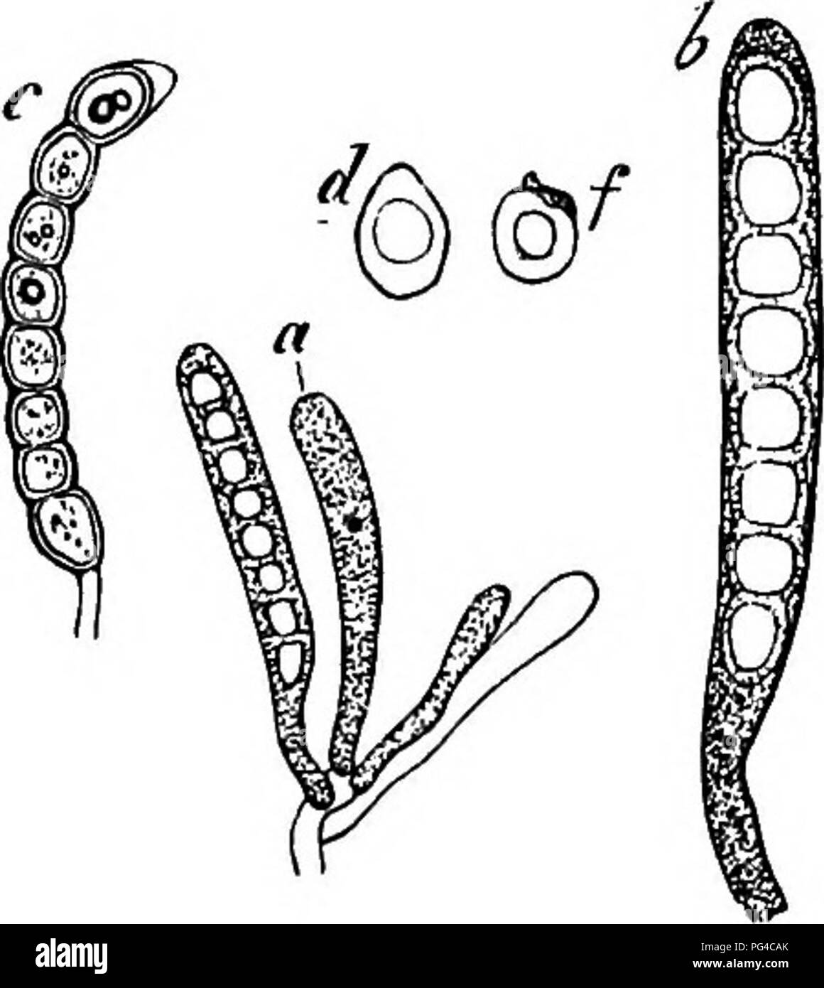 . Comparative morphology and biology of the fungi, mycetozoa and bacteria . Plant morphology; Fungi; Myxomycetes; Bacteriology. 96 DIVISION I.—GENERAL MORPHOLOGY. as it was described in Peziza Sclerotiorum, &amp;c. (Fig. 43), which is extended by stretching into a thin membrane, it becomes a question whether the thickenings in the cases we are considering are not extended in the same way into thin membranes with the expansion of the ascus, and are to be considered therefore as reserve-pieces of membrane destined to be extended and to assist in the ejection of the spores, and comparable with th Stock Photo