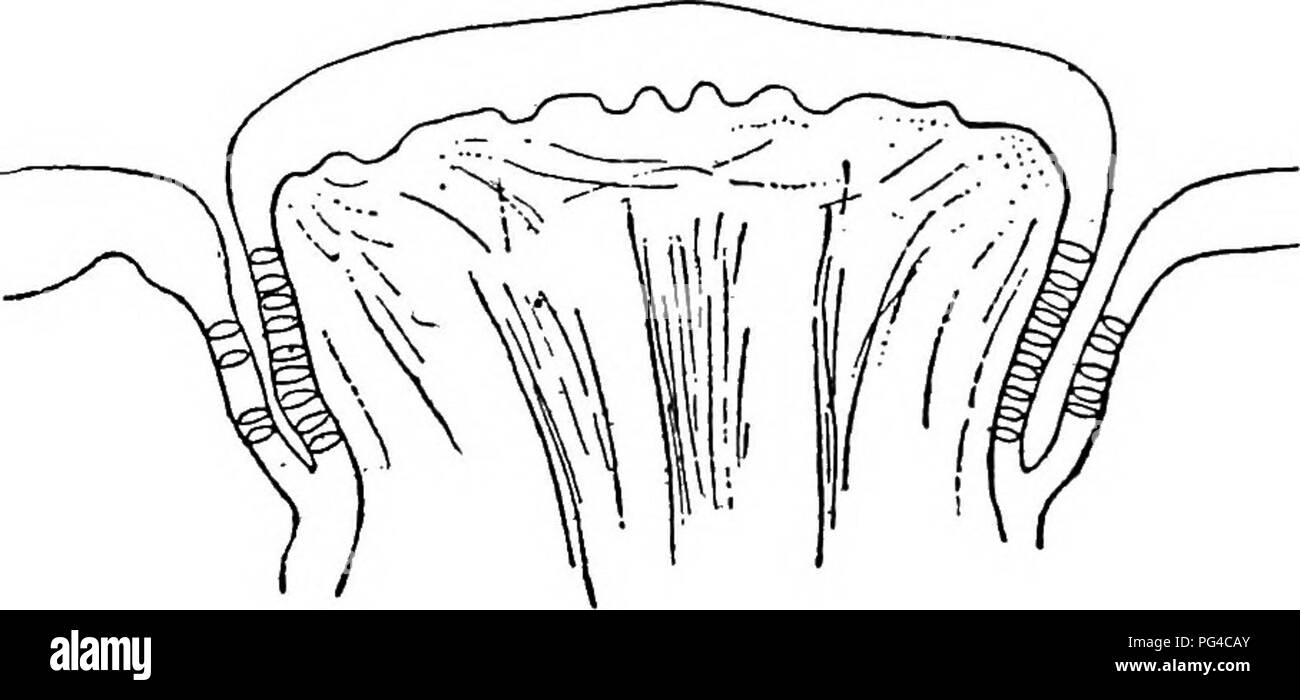 Smell Taste And Allied Senses In The Vertebrates Senses And