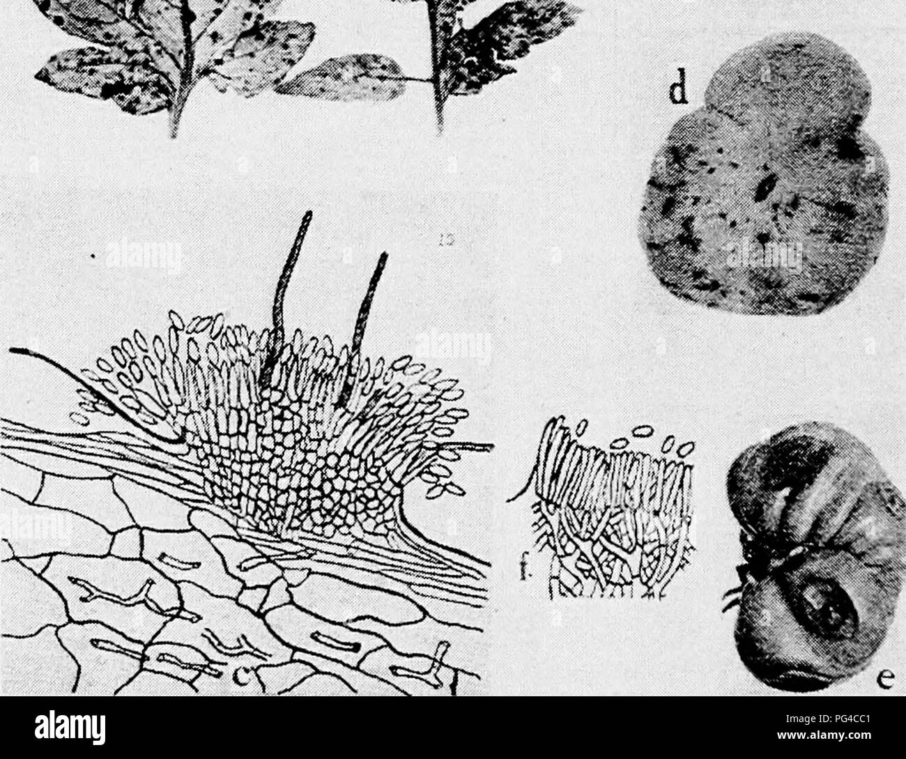 . Diseases of truck crops and their control . Vegetables. S.- '^^15&quot;b«a%s^r&quot;. Fig. 66. Tomato Diseases. a. Septoria leaf spot, 6. section through a pycnidium of Sepioria lycopersici (after Levin), c. section through acervulus of Collelotrichum phomoides (after Venus Pool), d. and e. Melanconium  rot, /. section through an acervulus of the Melan- conium fungus {d. to f. after Tisdale).. Please note that these images are extracted from scanned page images that may have been digitally enhanced for readability - coloration and appearance of these illustrations may not perfectly resemble  Stock Photo
