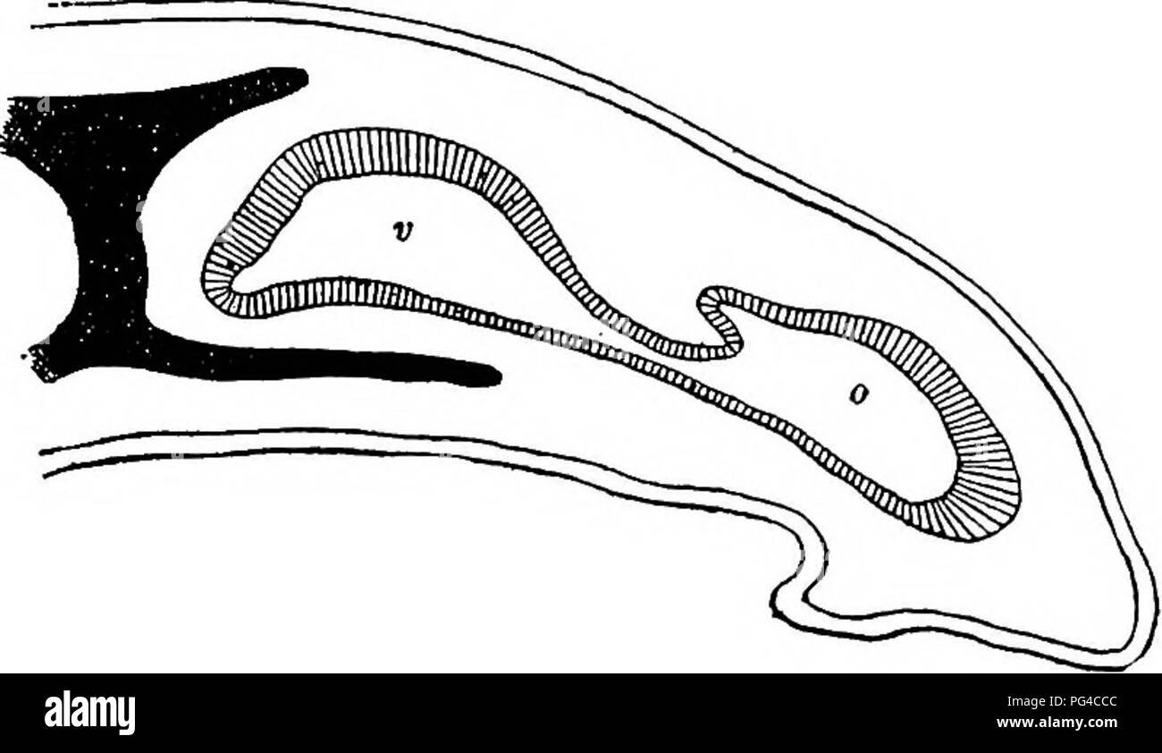 Smell Taste And Allied Senses In The Vertebrates Senses And