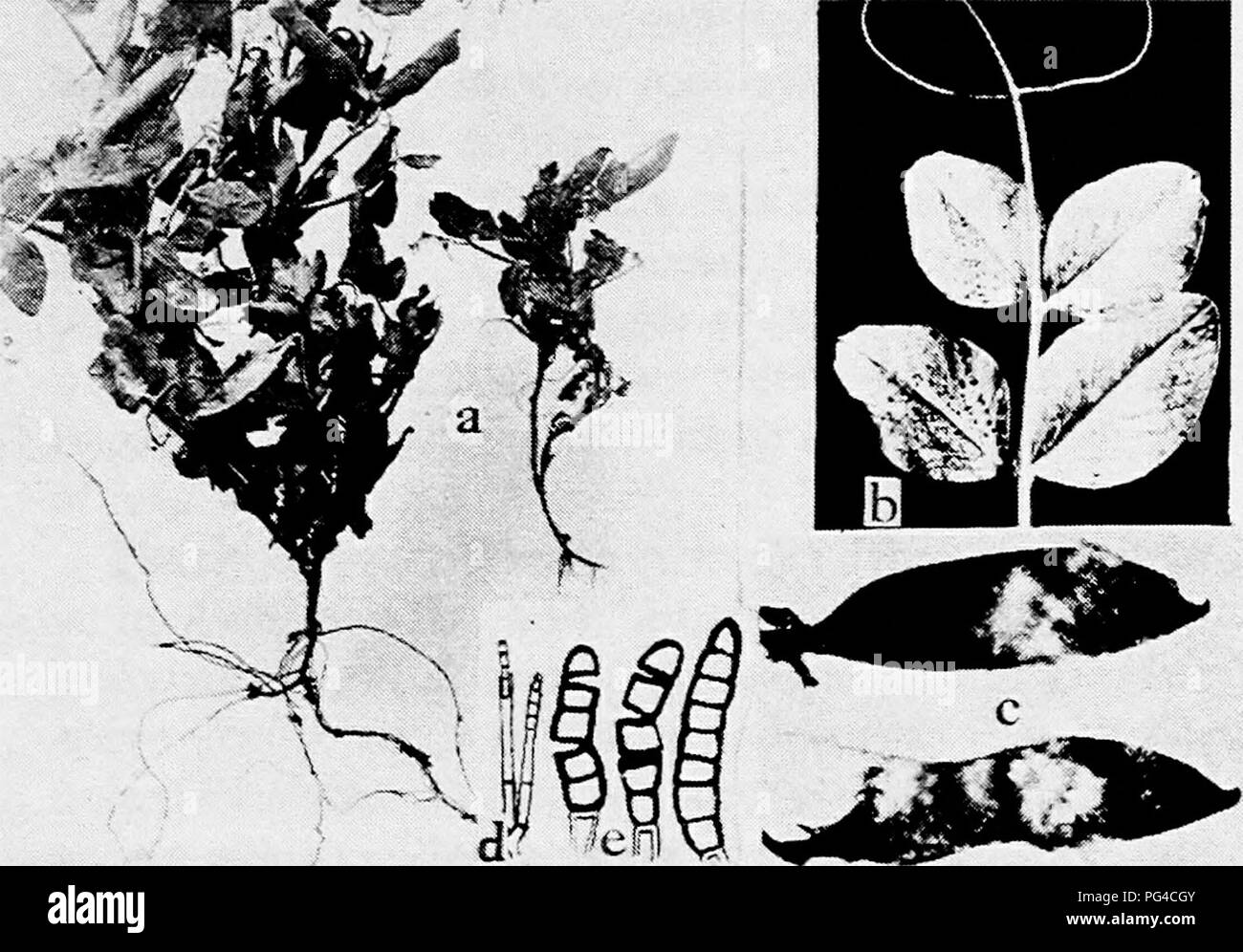 . Diseases of truck crops and their control . Vegetables. Fig. 51. Diseases of the Garden Pea and Bean. a. Thielavia root rot, to the right diseased plant with no root system, to the left healthy, b. stomatal leaf infection by Pseudomonas pisi, c. Sclerotinia libertiana rot on bean pods, d. endospore of Thielavia hasicola, e. chlamydospores of T. basicola.. Please note that these images are extracted from scanned page images that may have been digitally enhanced for readability - coloration and appearance of these illustrations may not perfectly resemble the original work.. Taubenhaus, Jacob J Stock Photo
