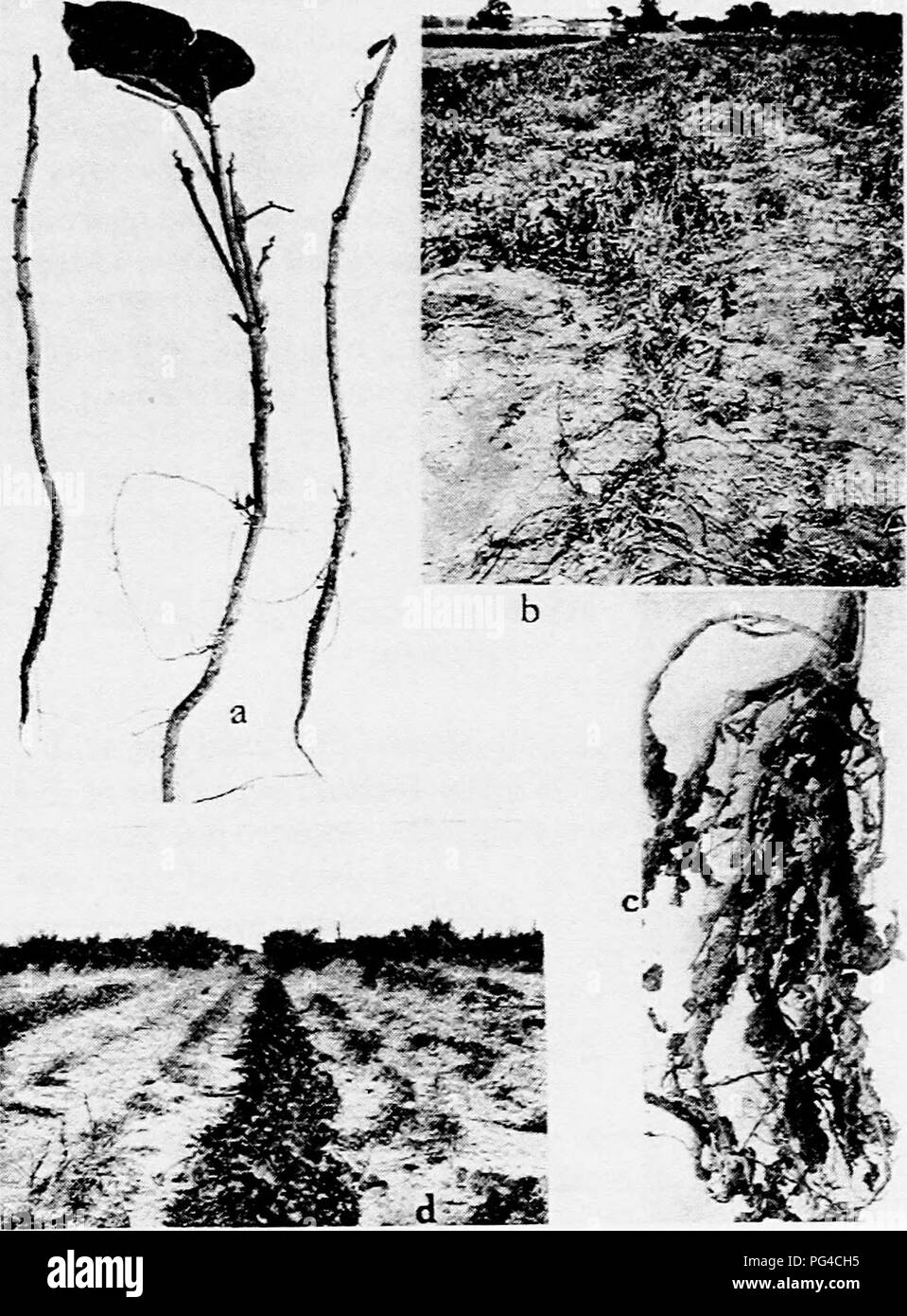 . Diseases of truck crops and their control . Vegetables. Fig. 50. Diseases of the Cow Pea. a. Pusaritiin wilt, b. field of cow peas killed by Texas root rot, c. root knot, d. row&quot; of iron cow pea resistant to Fusarium wilt in sick field where other varieties of peas have died (a. and d. after &quot;W. A. Orton).. Please note that these images are extracted from scanned page images that may have been digitally enhanced for readability - coloration and appearance of these illustrations may not perfectly resemble the original work.. Taubenhaus, Jacob Joseph, 1884-1937. New York : E. P. Dutt Stock Photo