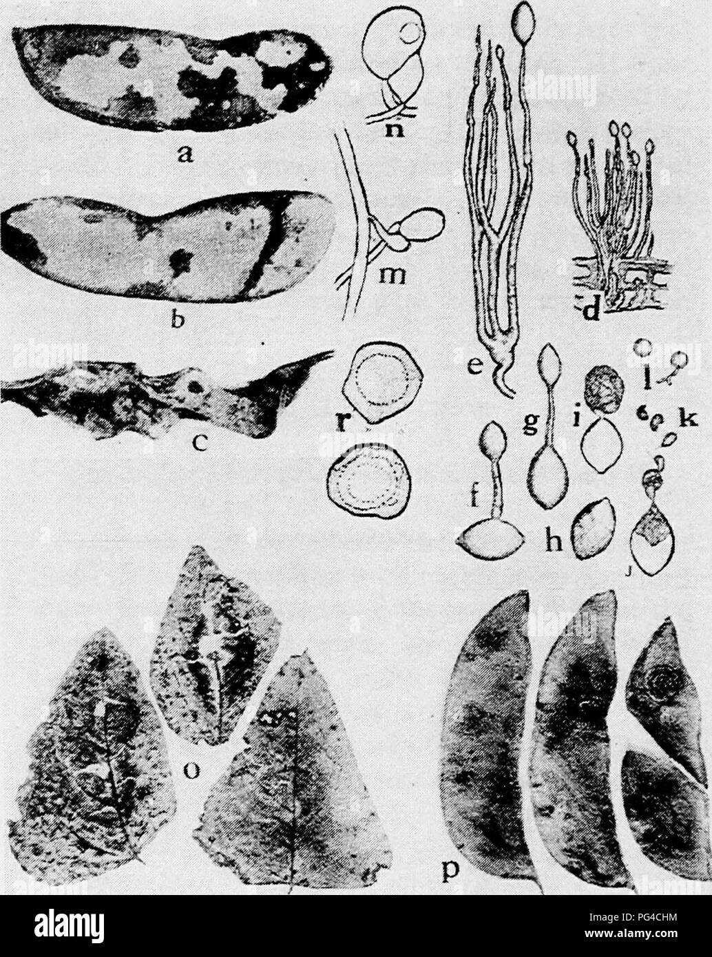. Diseases of truck crops and their control . Vegetables. Fig. 48. Diseases of Lima Bean. a. h. c. different stages of downy mildew on pods, d. tuft of conidiophores and conidia of Phythophthora phaseoli, e. same as d. but greatly enlarged, /. g. conidia germinating by means of a germ tube, h. i. j. k. germination of conidia by means of zoospores, /. germinating zoospores (d. to I. after Thaxter), m. «. fertilization of the oogonium by the anthendium, o. Phoma blight on foliage, p. Phoma blight on pods {0. and p. after Halsted), r. mature oospores of P. phaseoli (o. to c, m. n. and r. after Cl Stock Photo