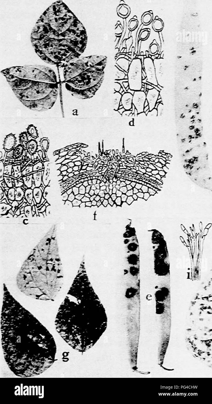 . Diseases of truck crops and their control . Vegetables. Fig. 47. Bean Diseases. a. and fc. Rust on leaf and pods, c. section through bean leaf showing bean rust, summer spores, d. section through bean leaf, showing bean rust, winter spores, e. anthracnose, /. section through bean seed, showing relation of anthracnose to the host (c. d. and /. after Whetzel). g. Cercospora leaf spot, A. Isariopsis griseola leaf 5T»ot * ''r^nj/^-ephor^ .&quot;Mid conidia of Isariopsis.. Please note that these images are extracted from scanned page images that may have been digitally enhanced for readability -  Stock Photo