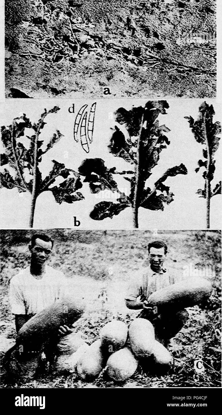 . Diseases of truck crops and their control . Vegetables. Fig. 44. Watermelon Diseases. a. W-lt {Fusarium niveum), &amp;. Bordeaux injury, c, Tom Watson, an ideal shipping melon, d. macroconidia of Fusarium niveum.. Please note that these images are extracted from scanned page images that may have been digitally enhanced for readability - coloration and appearance of these illustrations may not perfectly resemble the original work.. Taubenhaus, Jacob Joseph, 1884-1937. New York : E. P. Dutton &amp; Co. Stock Photo