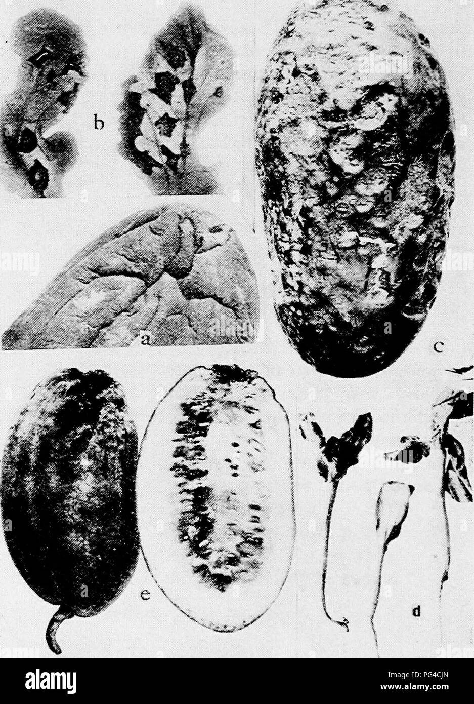 . Diseases of truck crops and their control . Vegetables. Fig. 42. Watermelon Diseases. a. Stem end rot (after Meier), b. anthracnose of foliage, c. anthracnose on fruit, d. Fusarium wilt of young seedlings, e. blossom —' —*. Please note that these images are extracted from scanned page images that may have been digitally enhanced for readability - coloration and appearance of these illustrations may not perfectly resemble the original work.. Taubenhaus, Jacob Joseph, 1884-1937. New York : E. P. Dutton &amp; Co. Stock Photo