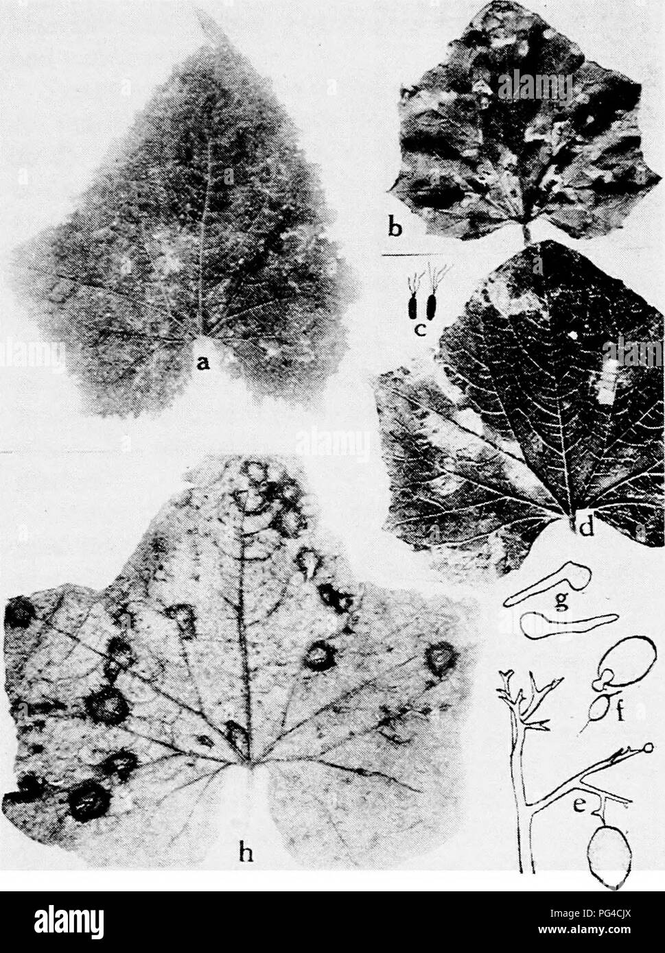 . Diseases of truck crops and their control . Vegetables. Fig. 40. CucxTMBER Diseases. a. Mosaic, b. angular leaf spot (after Smith and Bryan), c. individual germs of Pseudomonas lachrymans, d.'downy mildew (Manns), e. conidiophore and conidia of Plasmopara cubensis, f. germinated conidia and swarm spore, g. gerra,inated swarm spores {e. to g. after Clinton), h. anthracnose.. Please note that these images are extracted from scanned page images that may have been digitally enhanced for readability - coloration and appearance of these illustrations may not perfectly resemble the original work..  Stock Photo