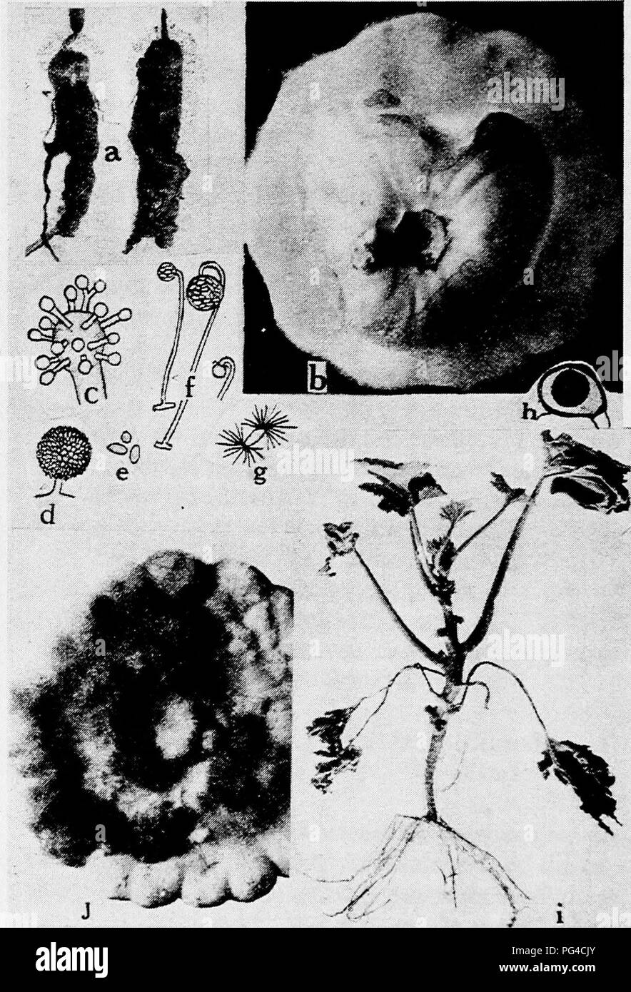 . Diseases of truck crops and their control . Vegetables. Fig. 41. Squash Diseases. a. Showing squash blossoms invaded by the fungus Choanophora cucurbitarum, b. squash entirely rotted by the Choanophora '--- iA;^^,r.^^ âÂ» Choanophora with ramuli developing on the prirji&quot;&quot;-' - - â covered with a layer of conidia, e. conidia,/. sporanKm ^^iw !,â .. ^.i.ti. , 4^. Mi.. t,iii^&gt;t spores with tufts of h^r-like appendages, h. m.i      j-j. , , ' ,. Wolf), i. Fusarium wilt of young squash plants,;. Please note that these images are extracted from scanned page images that may have been  Stock Photo