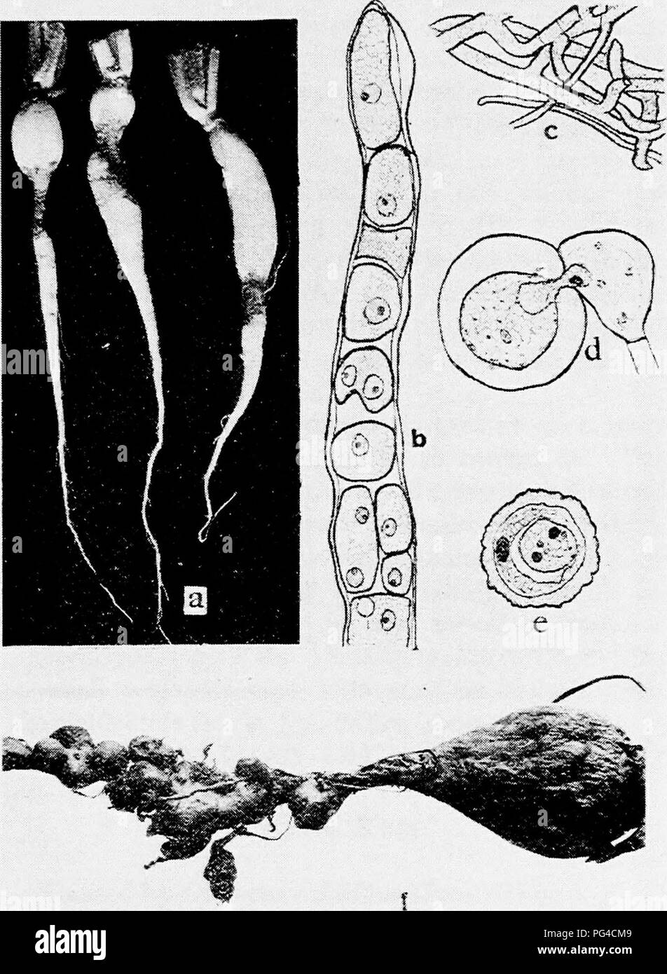 . Diseases of truck crops and their control . Vegetables. Fig. 35. Radish Diseases. a. Young radishes attacked by Rheosporangium damping off, 6. presporangium, c mycelium of Rheosporangium aphanidermatum, d. fertilization of the female oogonium by the male antheridium, e. mature oospore, /. root knot {h. to e. after Edson).. Please note that these images are extracted from scanned page images that may have been digitally enhanced for readability - coloration and appearance of these illustrations may not perfectly resemble the original work.. Taubenhaus, Jacob Joseph, 1884-1937. New York : E. P Stock Photo