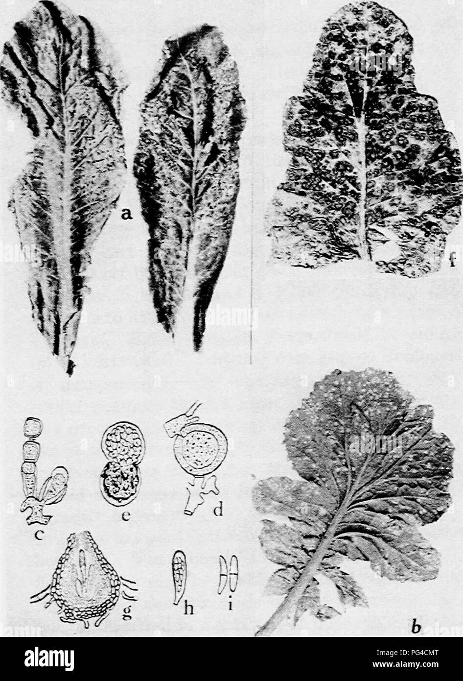 . Diseases of truck crops and their control . Vegetables. Fig. 33. Diseases of the Cauliflower and Radish. a. spot disease of cauliflower (after McCulloch), 6, white rust of radish, c. conidio- phore of the white rust fungus, Cystopus candidus, &lt;i. fertilization in Albugo Candida, e. germination of the oospore of Albugo Candida, f. ring spot on cauliflower head, g. perithecium of Mycosphmrella brassicicola, h. ascus of Mycospk&lt;Erella brassicicola, i. ascospores of MycosphtBreUa brassicicola (g. to i. after Osmun and Anderson).. Please note that these images are extracted from scanned pag Stock Photo