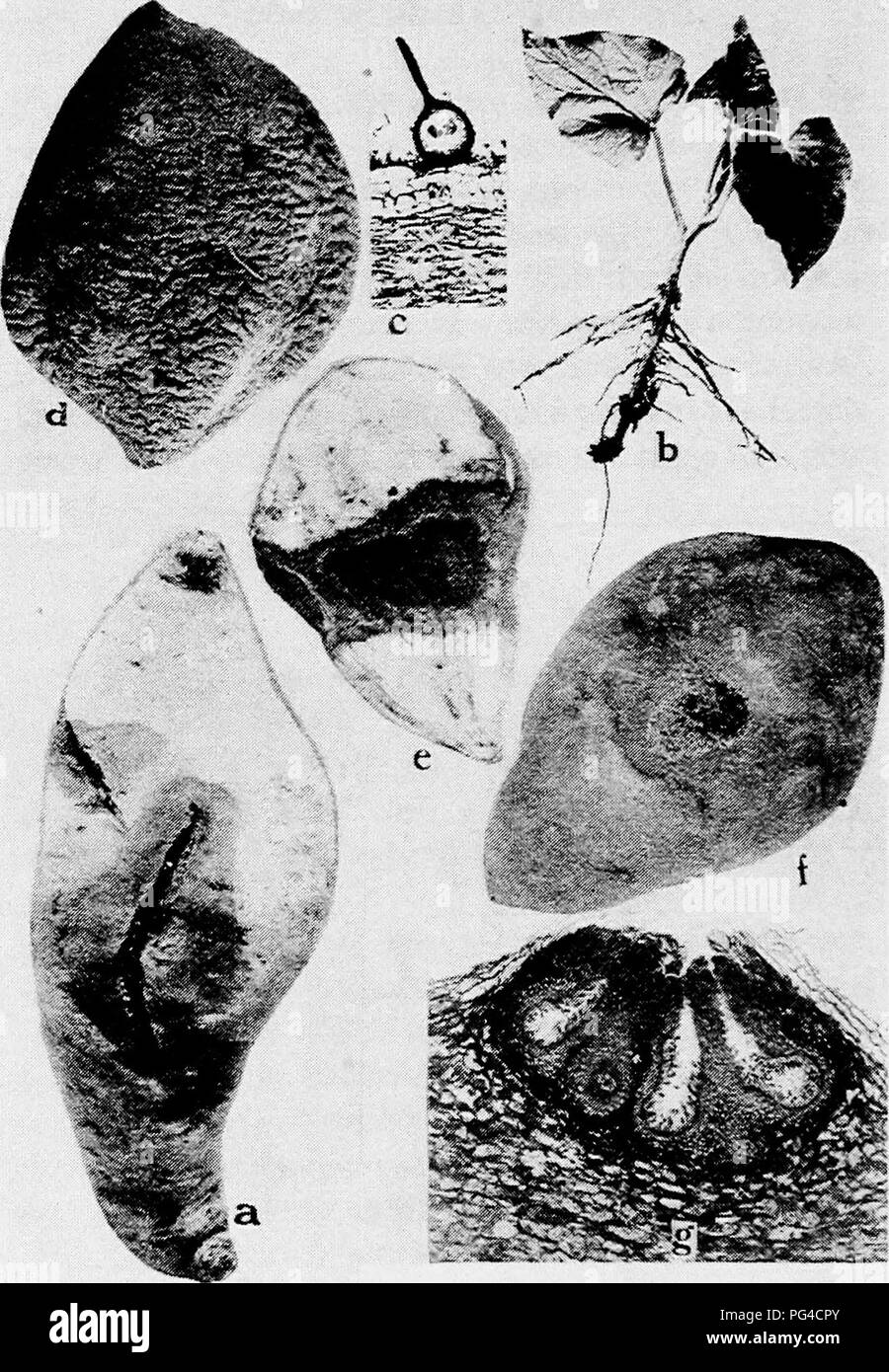 . Diseases of truck crops and their control . Vegetables. Fig. 26. Sweet Potato Diseases. a. Black rot at place of a bruise, b. black shank, c. showing a pycnidium of the black rot fungus, d.- dry rot, e. cross section through /, to show the effect of the disease on the root, /. Java black rot surface view, showing strings of spores oozing out from the center of spot, g. cross section through diseased sweet potato root to show pycnidia of the fungus Diplodia tubericola.. Please note that these images are extracted from scanned page images that may have been digitally enhanced for readability - Stock Photo