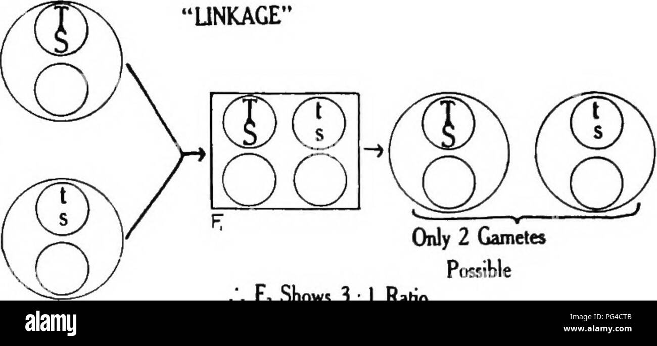 This text explores the principles of plant genetics, focusing on ...