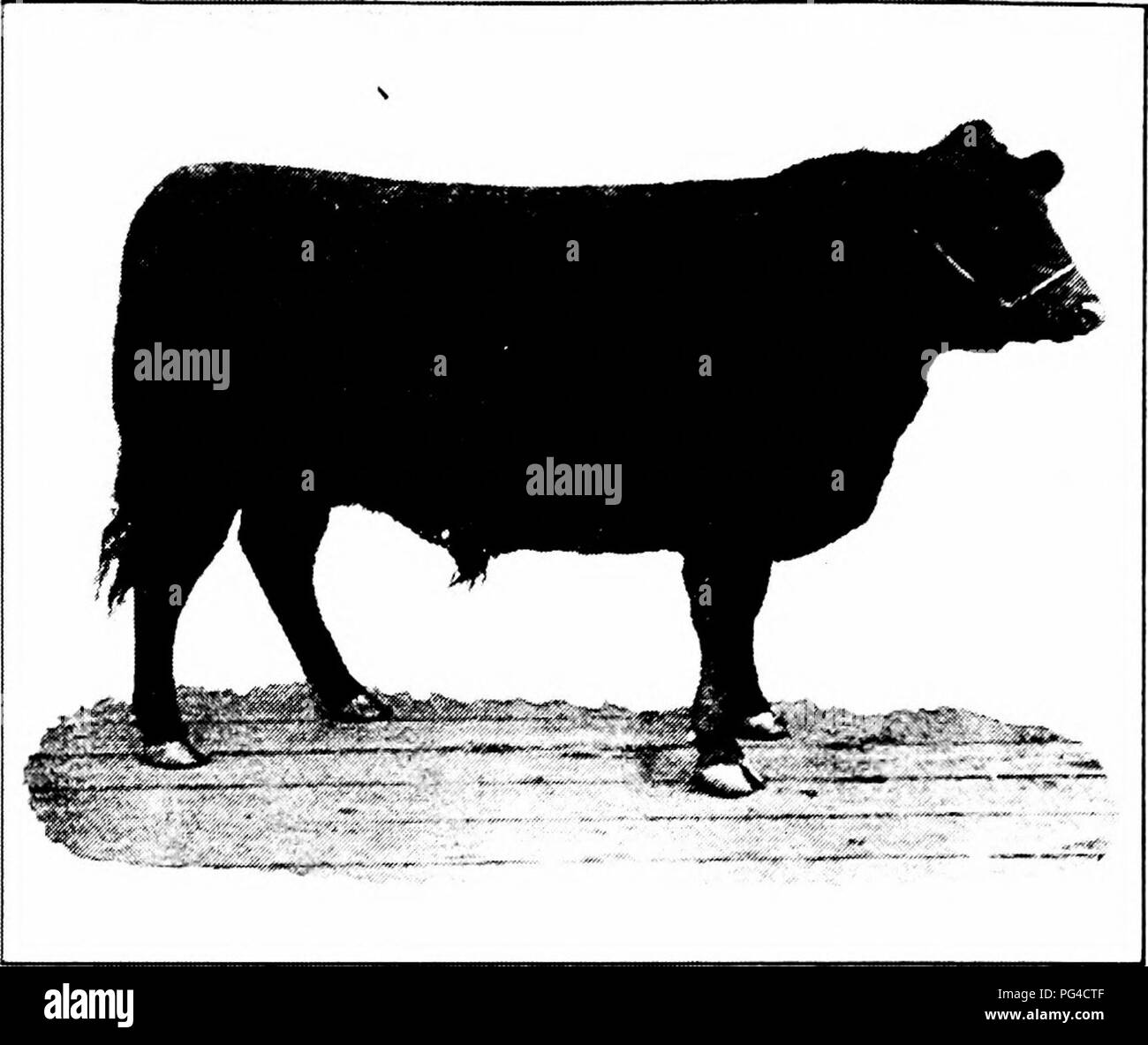 Corn fed animals hi-res stock photography and images - Alamy Corn fed animals hi-res stock photography and images - Alamy