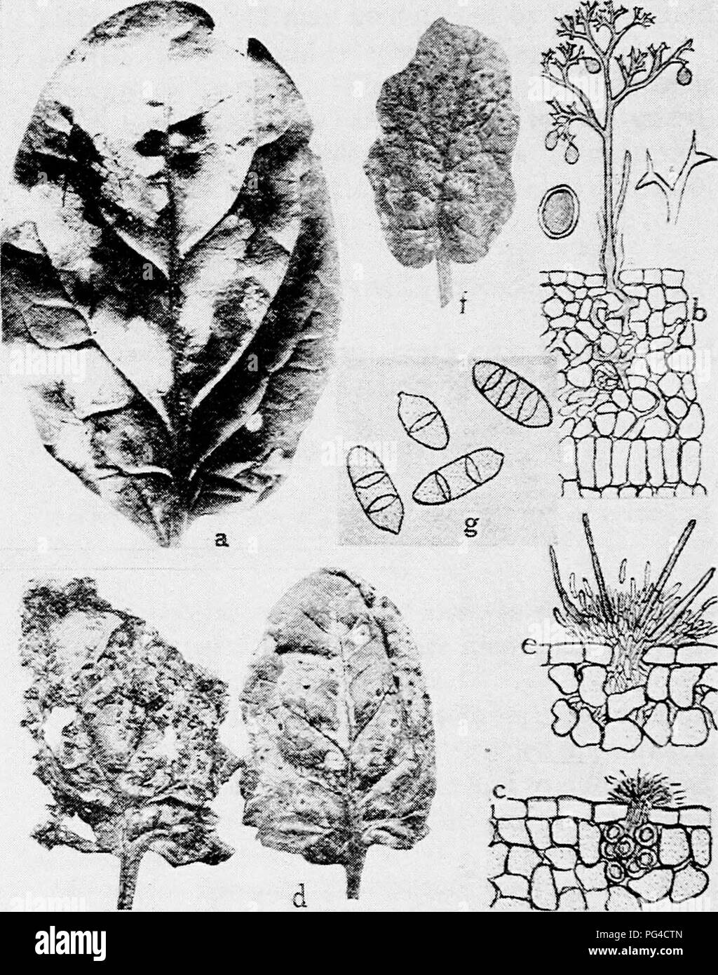 . Diseases of truck crops and their control . Vegetables. Fig. 21. Spinach Diseases. a. Downy mildew, b. cross section showing fruiting stalk of t'.ie downy mildew fungus on infected spinach leaf. c. cross section showing leaf affected with white smut, d. Anthracnose of spinach, e. cross section showing acervulus of Colletotri- chum spinacia. f. leaf spot, g. spores of the leaf spot fungus Heterosportum variabile- {b. c. e. after Halsted, d. after Reed).. Please note that these images are extracted from scanned page images that may have been digitally enhanced for readability - coloration and  Stock Photo