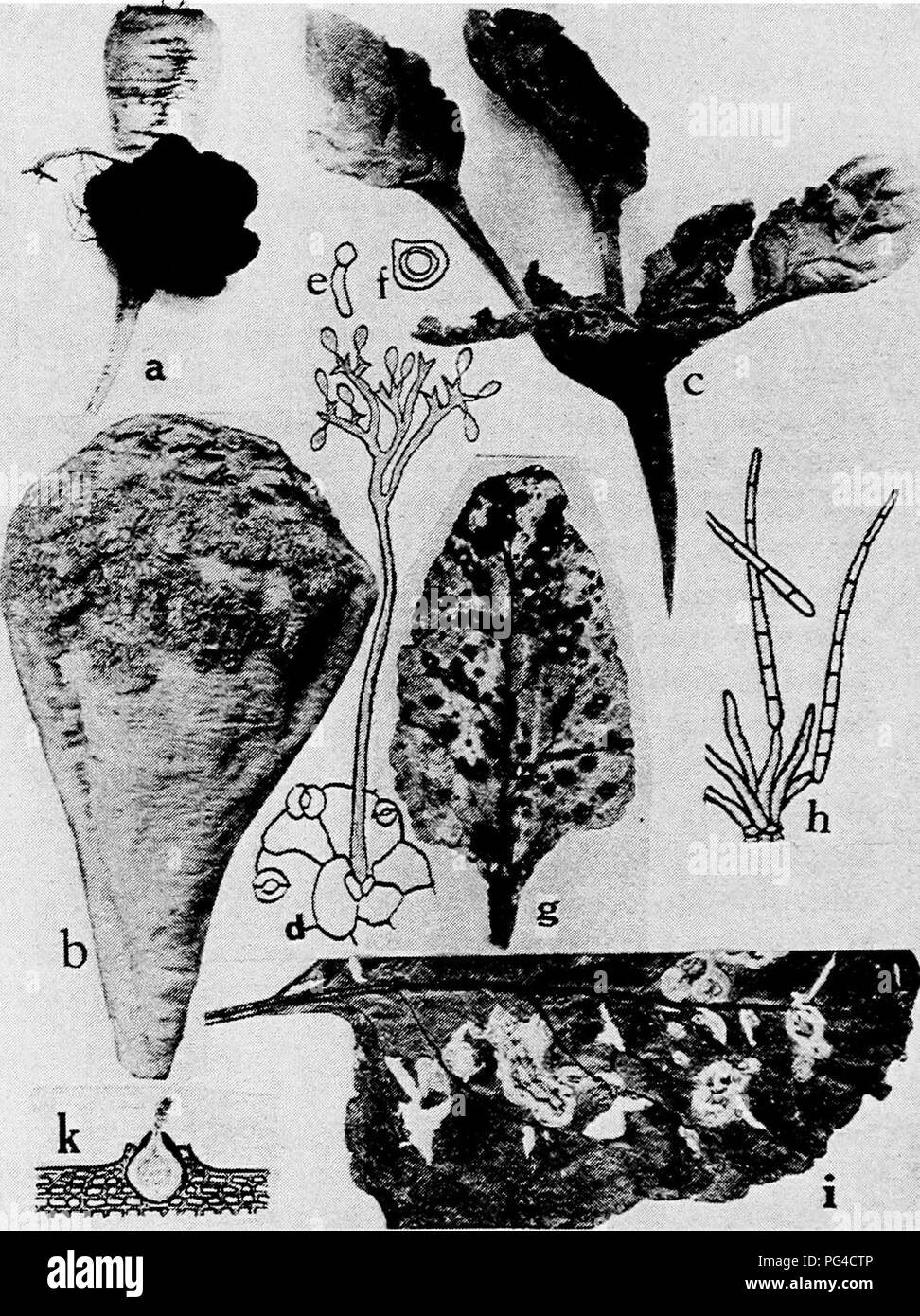 . Diseases of truck crops and their control . Vegetables. Fig. 20. Beet Diseases. fl. Crown gall, b. scab, c, downy mildew, d. Conidiophore of Peronospora schachtii arising from a stomate of an infected beet leaf, e. germinating zoospore of P. schach- tii,/. oospore of P. schachtii, g. Cercospora leaf spot (after Halsted), ft. conidiophore and conidia of Cercospora beticola (after Duggar), i, Phoma leaf spot (after Pool and McKay), k, pycnidium of Phoma beta (after T. Johnson) {d.-f. after PrilUeux).. Please note that these images are extracted from scanned page images that may have been digit Stock Photo