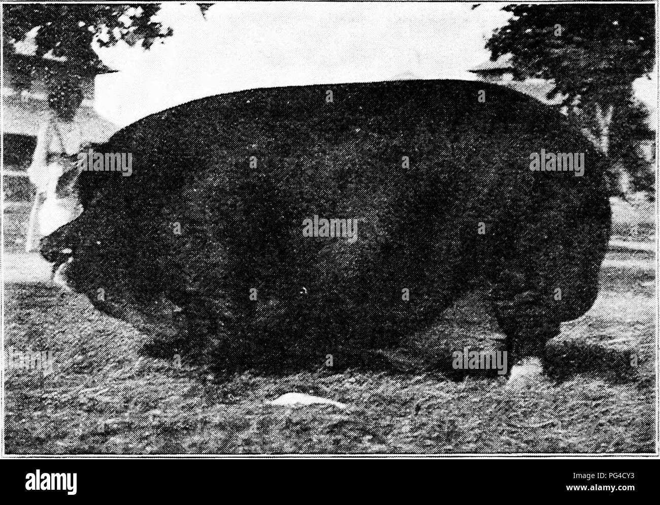 Iowa state fair Black and White Stock Photos & Images Alamy